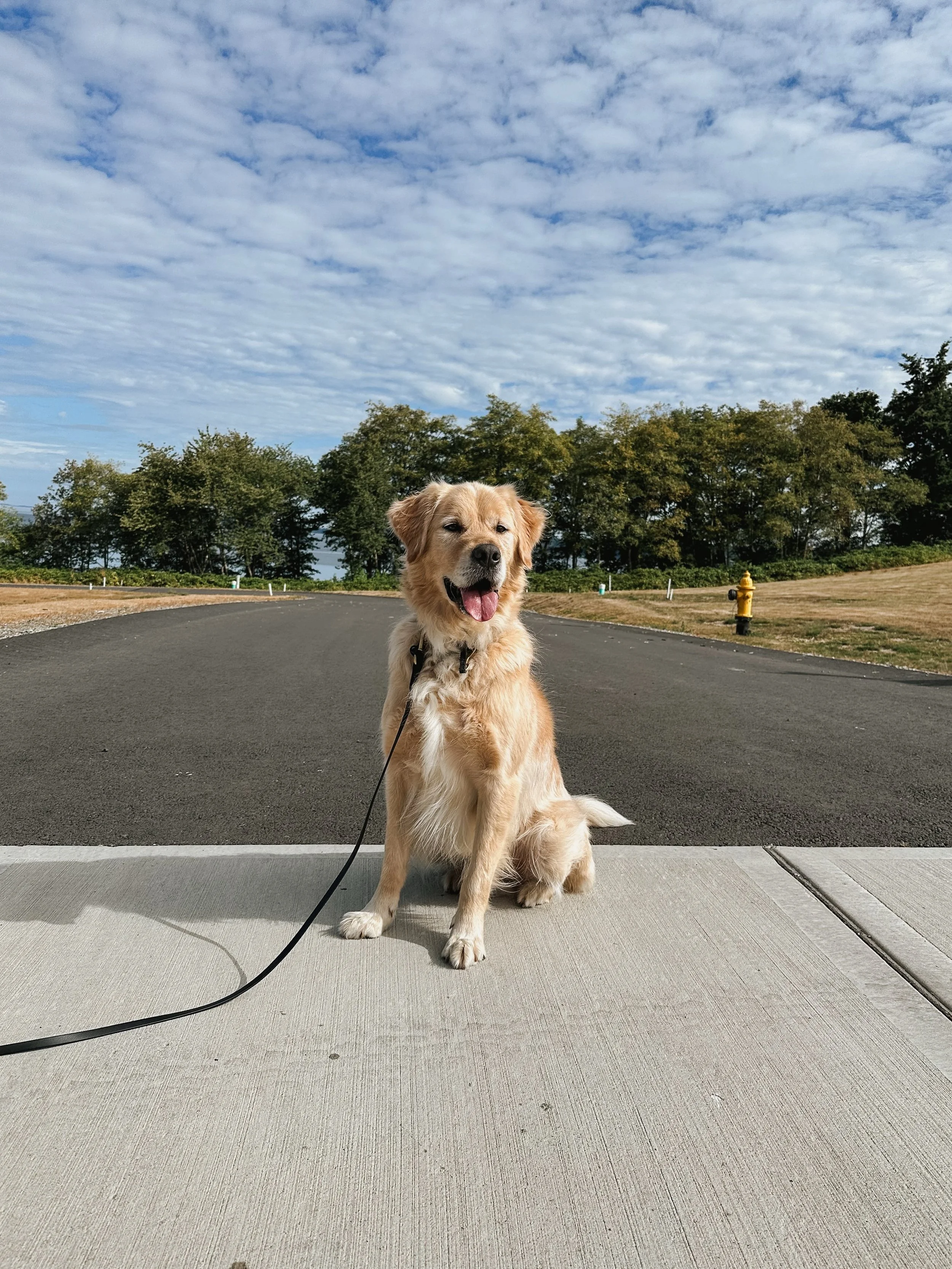 Foster Cody tackled his first lesson today as a helper dog for one of my reactive clients and besides the fact that I had to stop him from eating an ungodly amount of goose poop, he did fabulous. I think it&rsquo;s only fitting that I formally introd