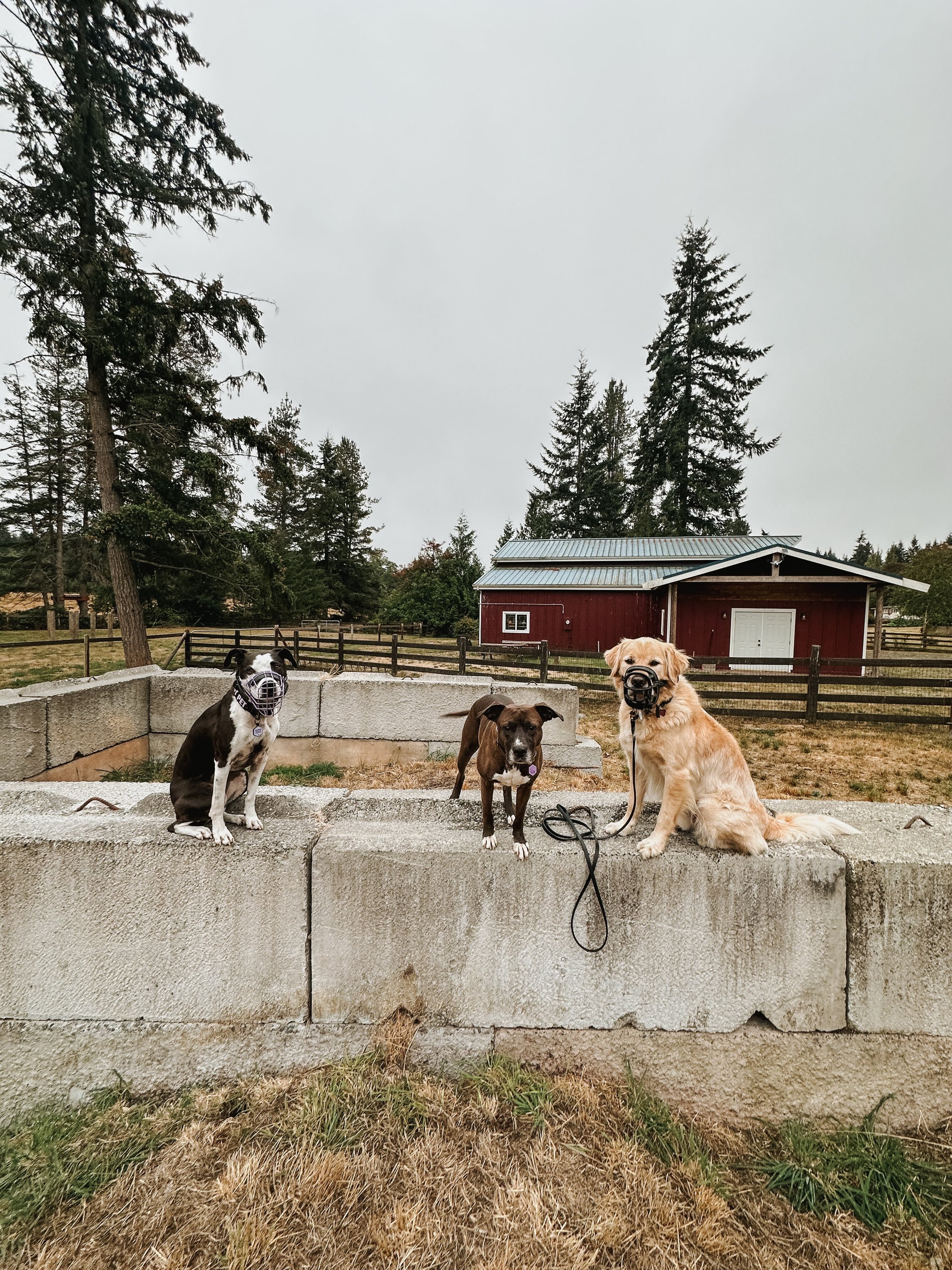 Socialization comes in all different shapes and forms for dogs. When it comes to integrating new dogs, I strive for neutrality first. Can they coexist peacefully? Then we build from there but we never rush. 

Blair is an insecure girly who doesn&rsqu