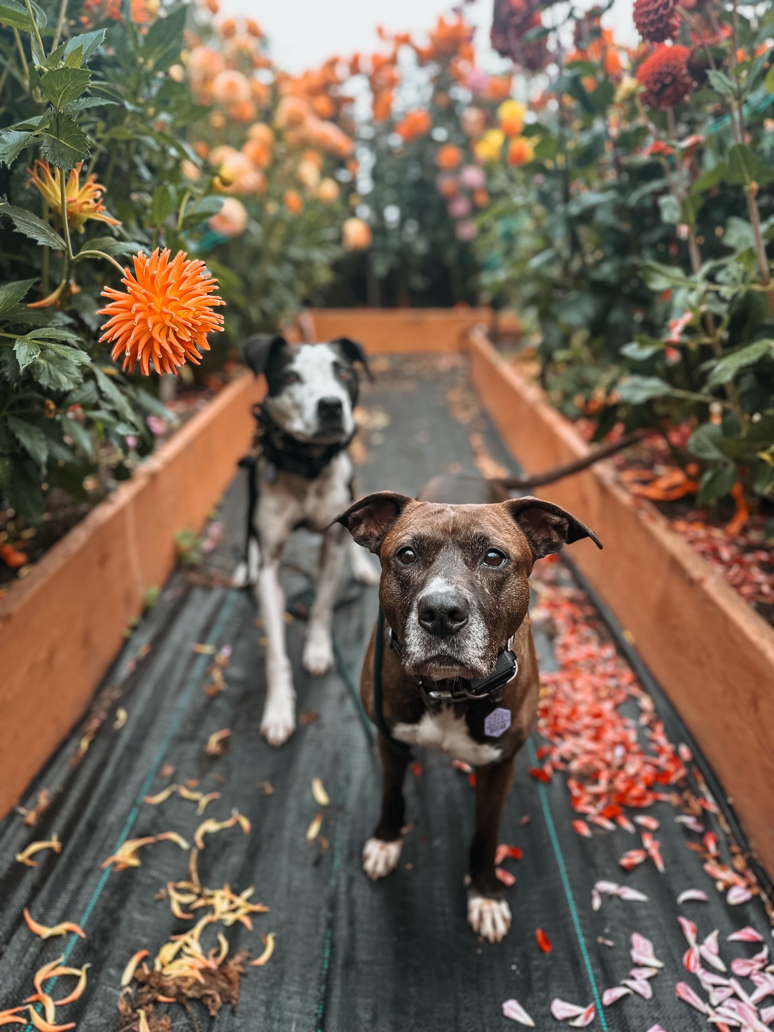 These photos are giving fall vibes and I&rsquo;m here for it 🍁

Featuring the very adoptable Foster Cody! Week 6 of his board &amp; train is wrapping up and I&rsquo;m so impressed with him and his progress. Friendly reminder, he is adoptable with @t