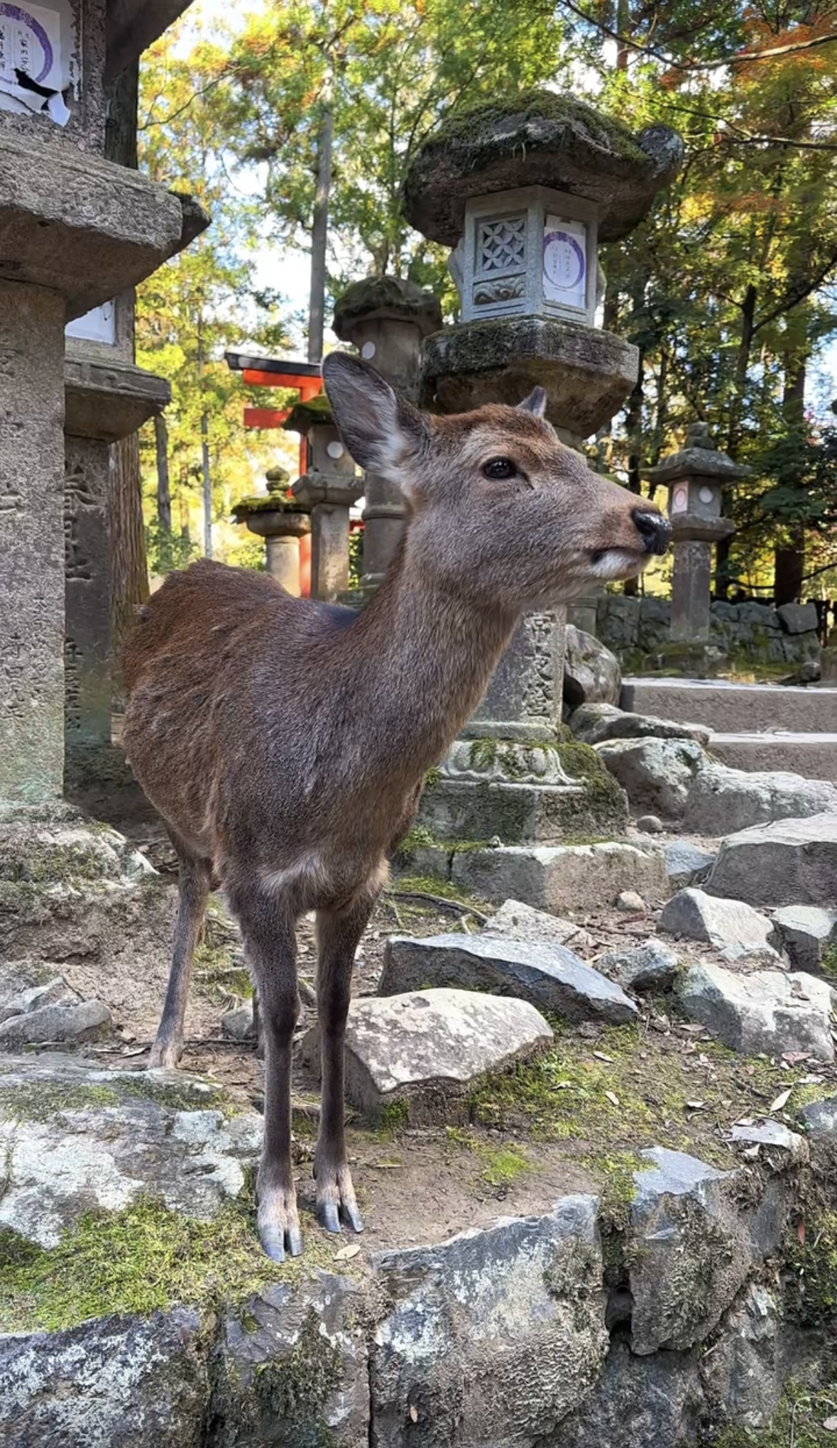 Screenshot 2026-01-29 at 12.46.42 PM (1).png