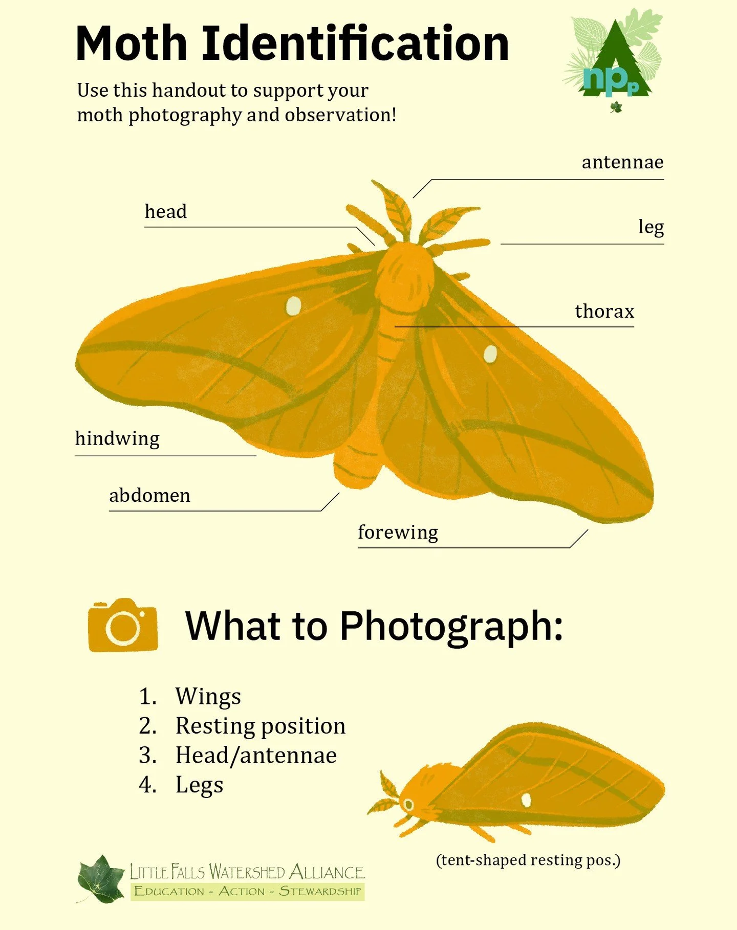 npAp BIOLBLITZ starts 6/28 at 8pm MEET at 6300 Hillandale Rd. near the trail crossing (Bethesda Pool Parking lot and cross). Come to the kickoff We're so lucky to have a fantastic diagram to show how to document moths, drawn by Anneke! Join her, Aaro