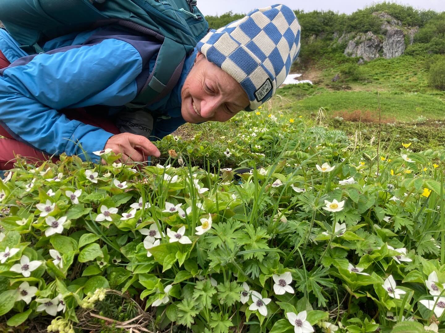 Cornus canadensis : bunchberry growing along the exit glacier in AK &mdash; what a find!