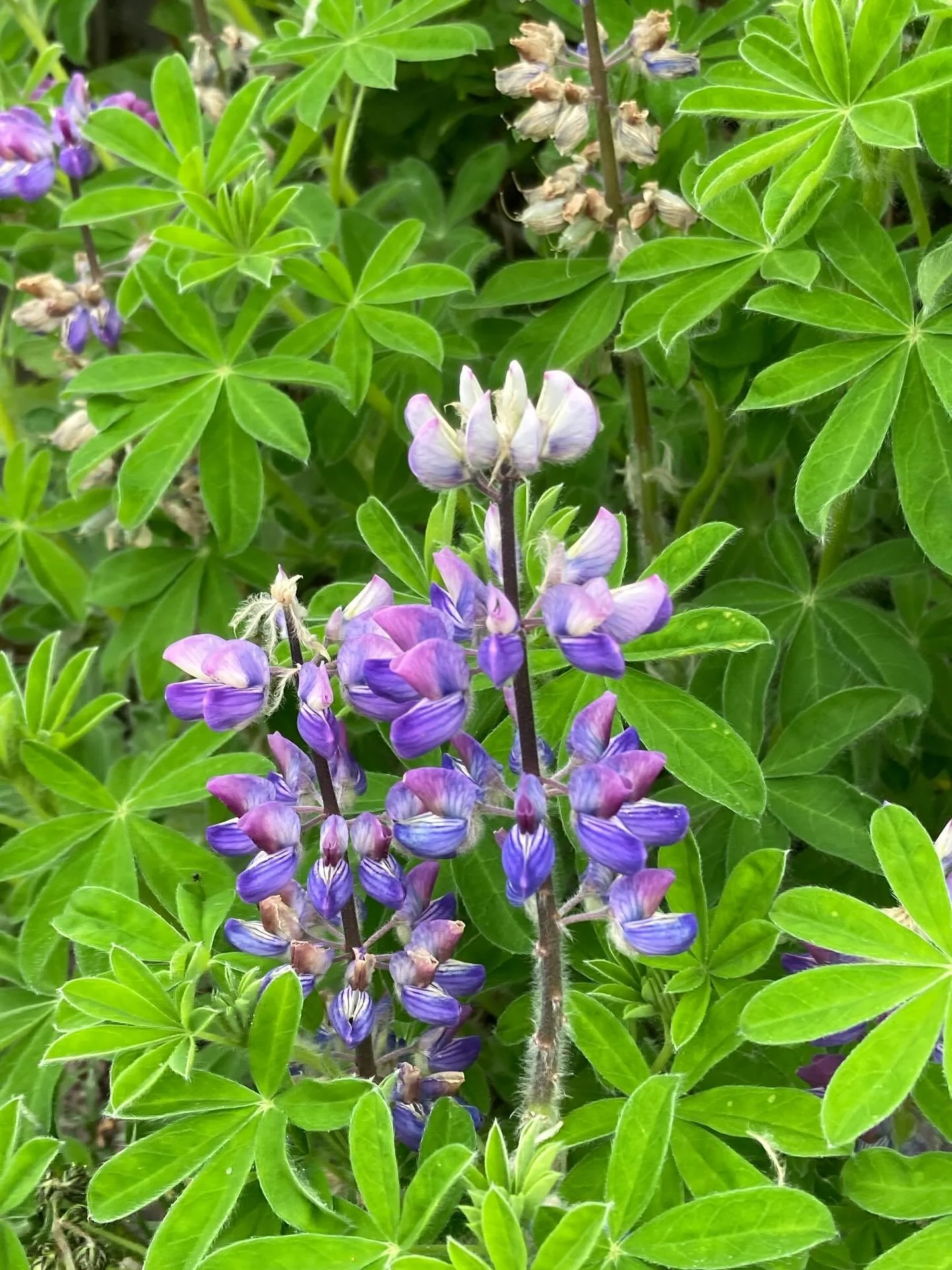 So many spectacular wildflowers blooming in AK