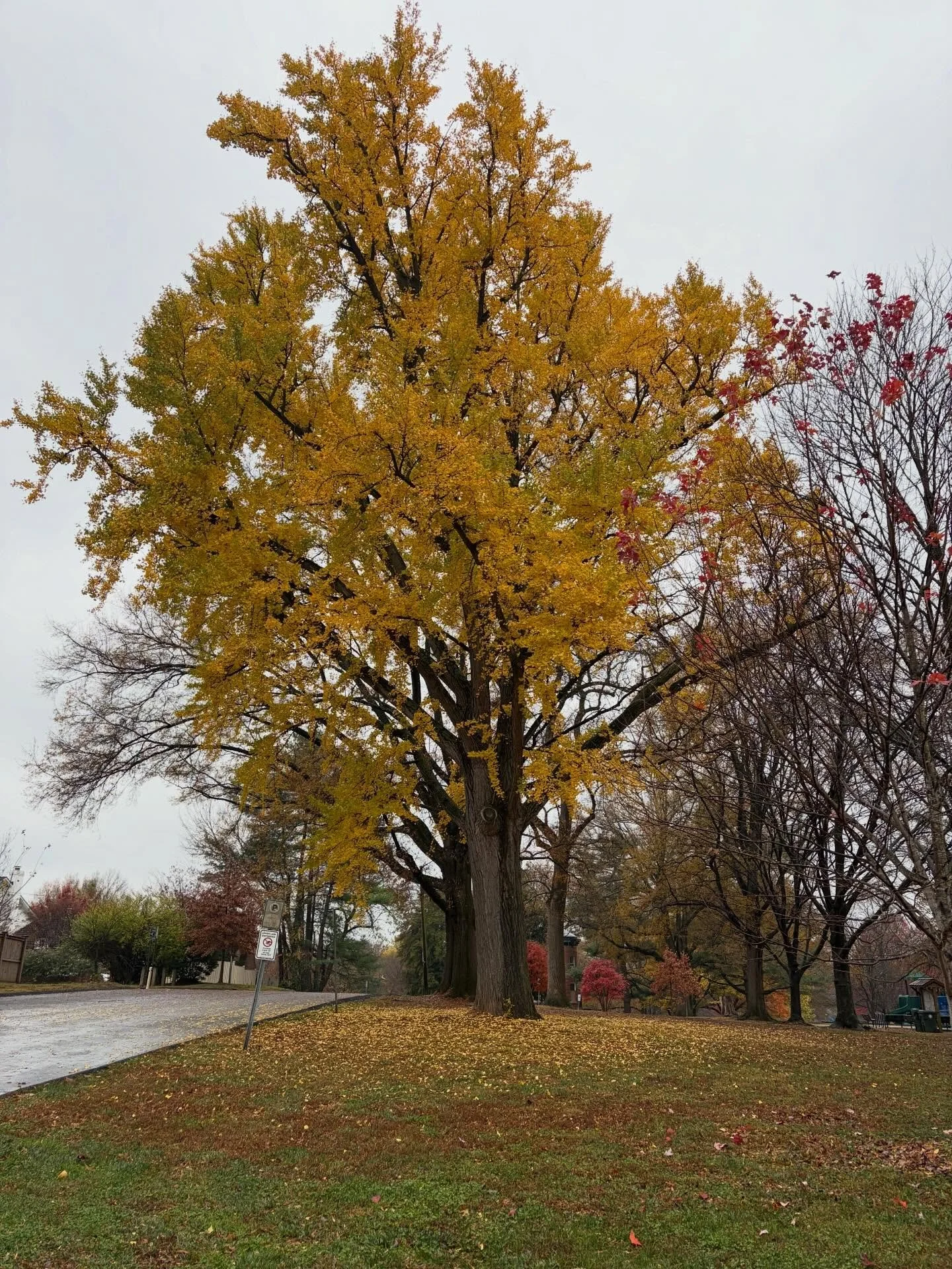amO&rsquo; : Little Falls Tree Project Ginkgo Watch at Norwood Park is on!