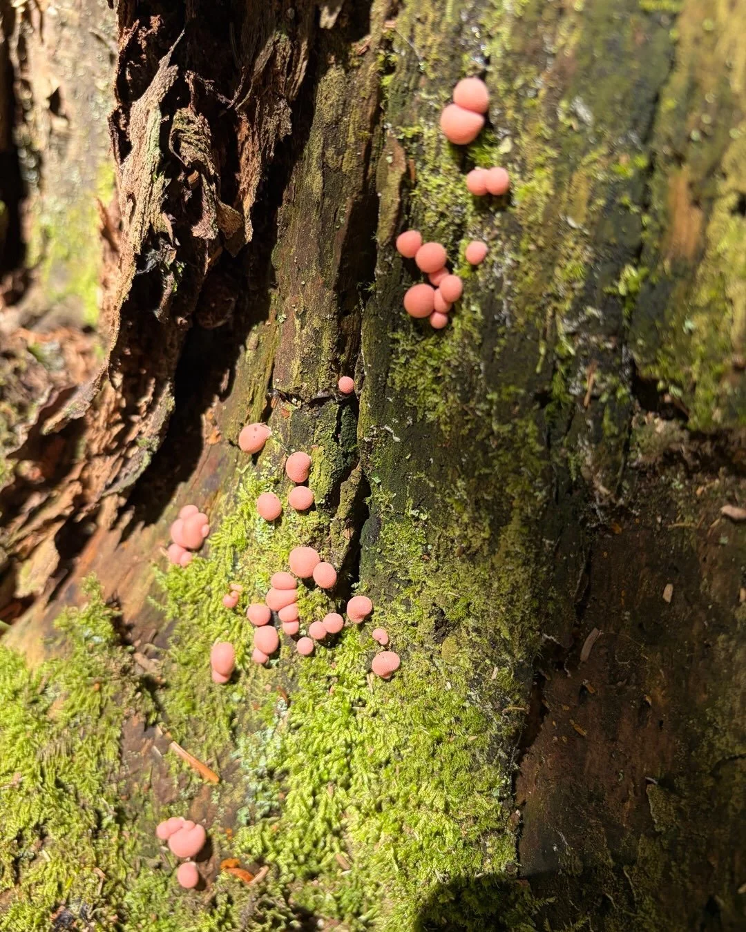 amO&rsquo; bubbling life on the mother tree