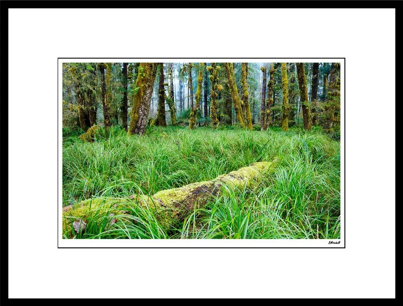 AFM20a-queet-river-rainforest-8X12.jpg