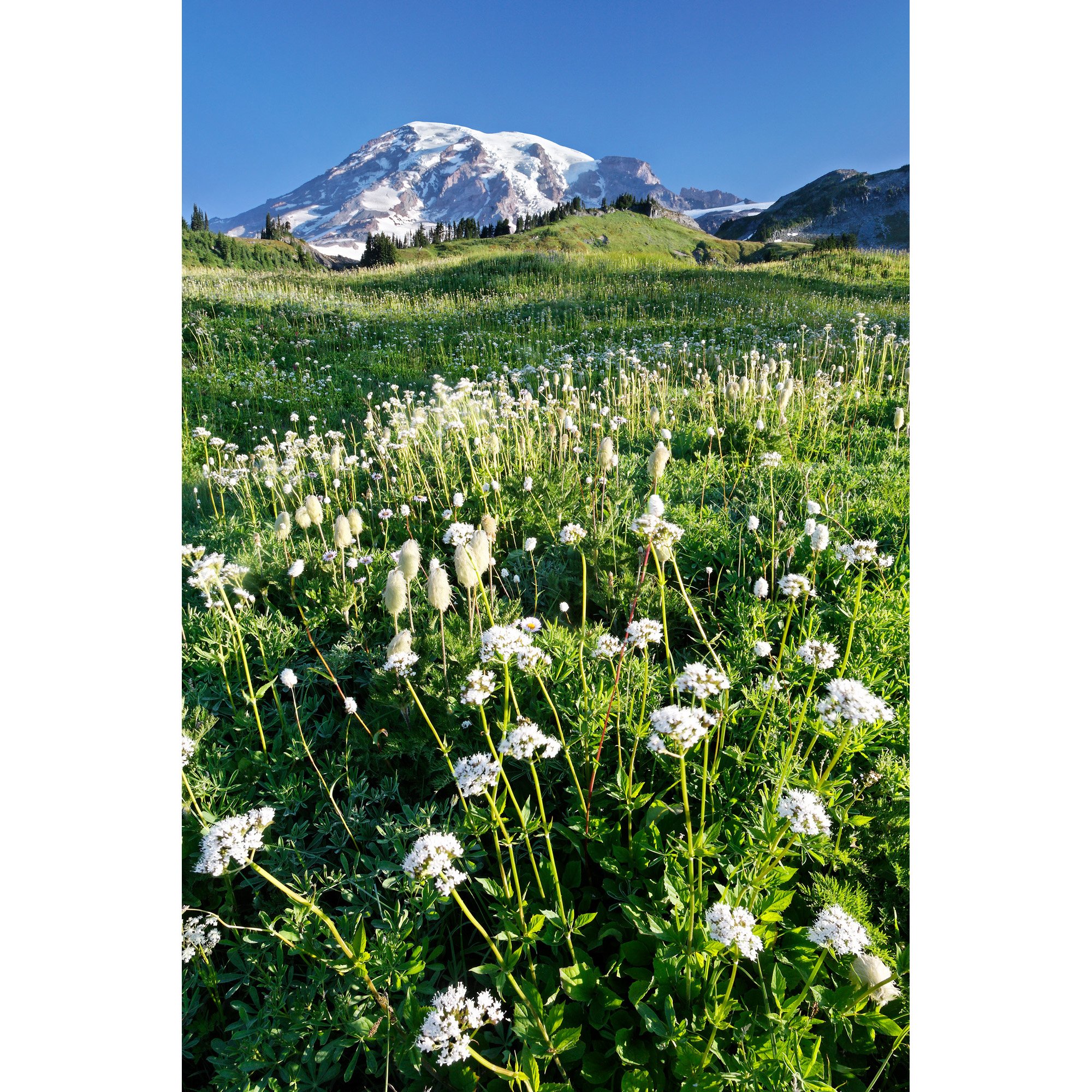 Mount Rainier Wildflowers (LM403)