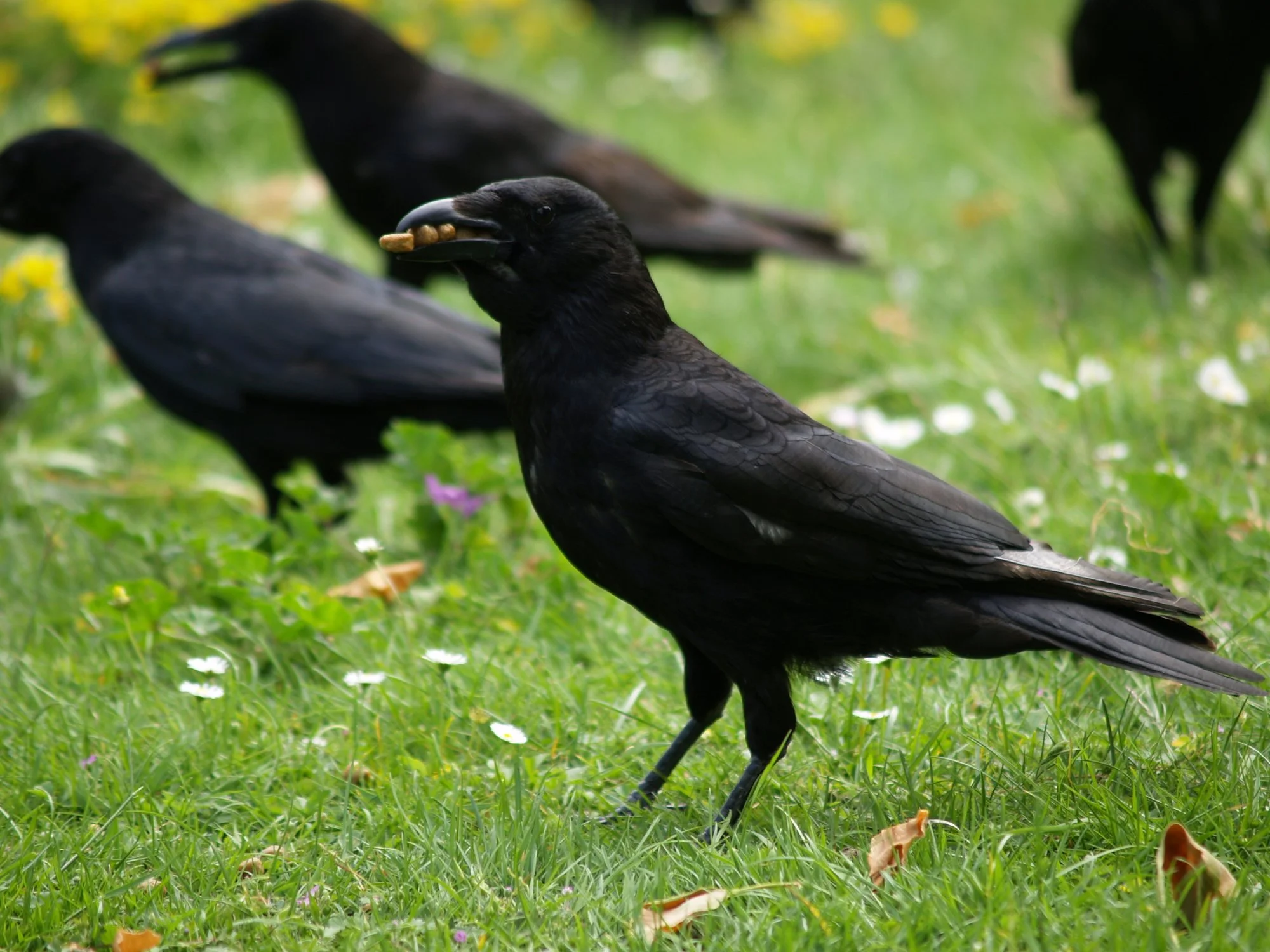 Stop Preaching to the Crows