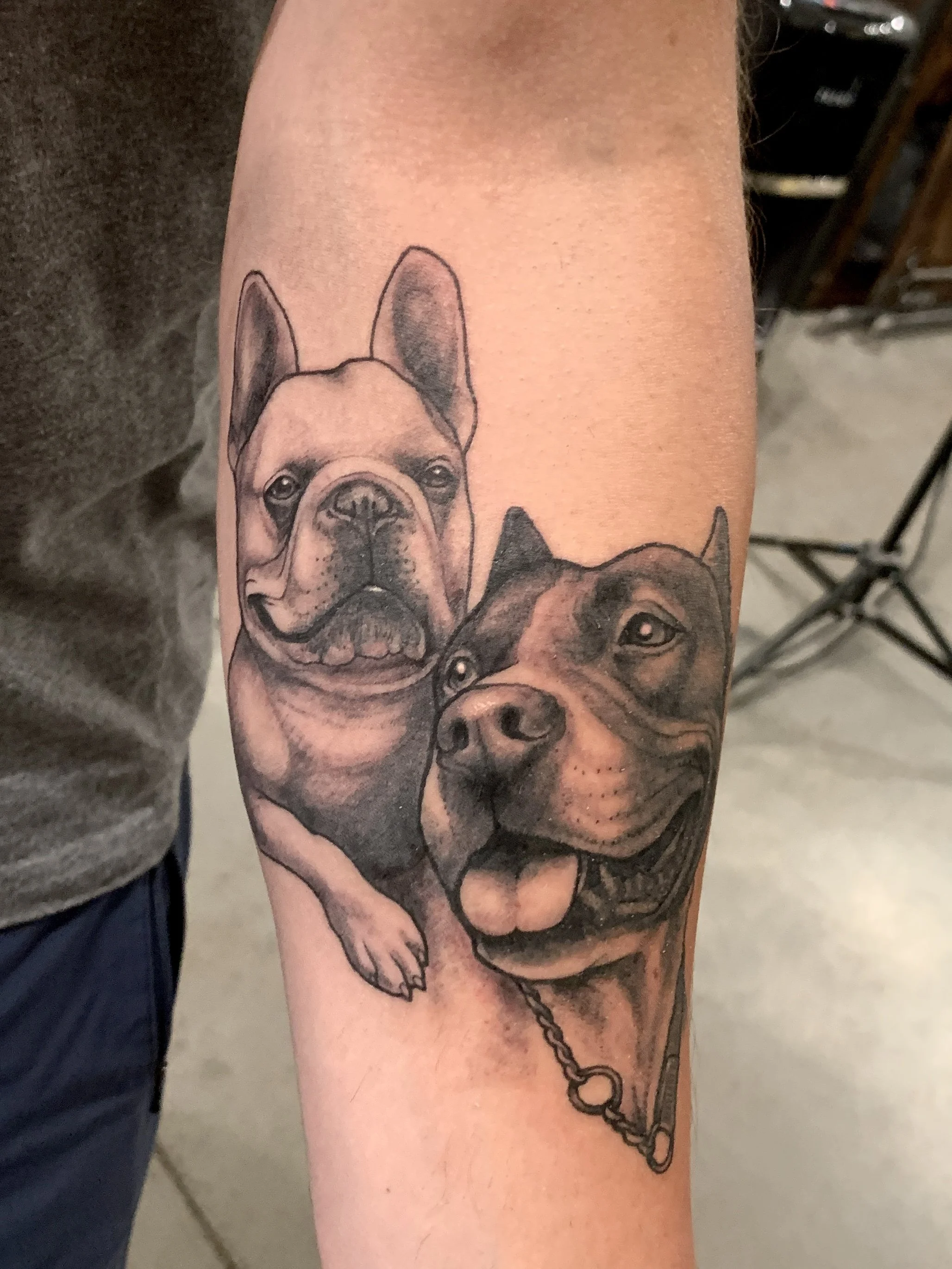 Tattoo of two dogs, a French Bulldog and a Staffordshire Bull Terrier, on a person's arm.