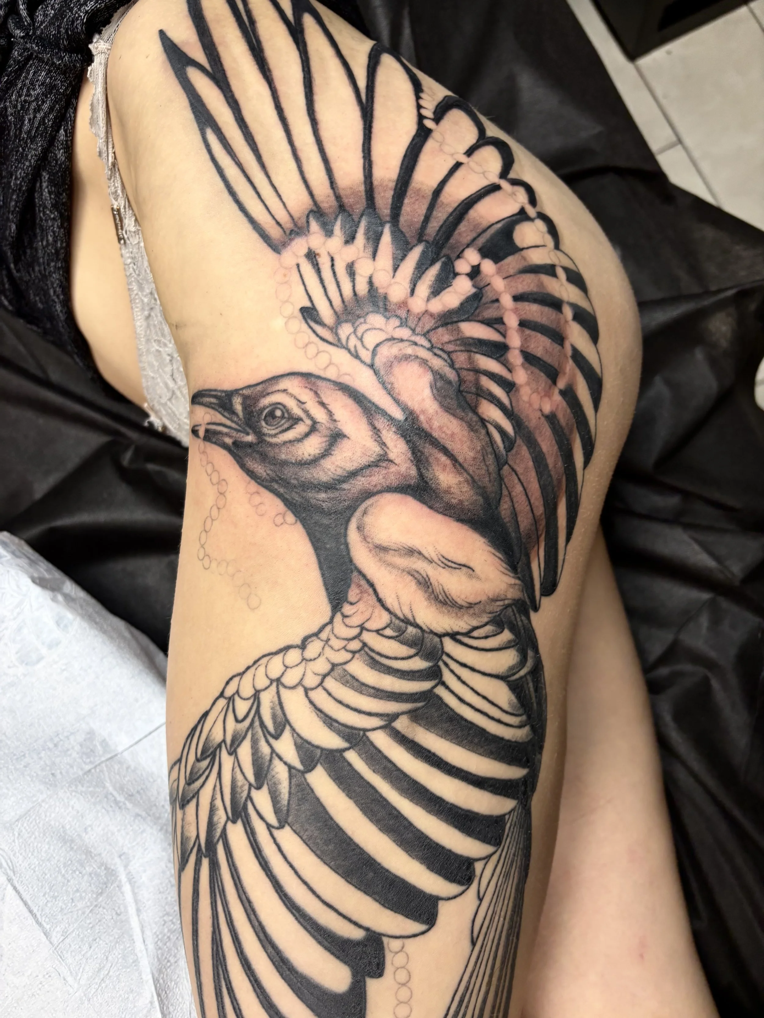An in-progress tattoo of a magpie with detailed feathers on a persons thigh and ribs.