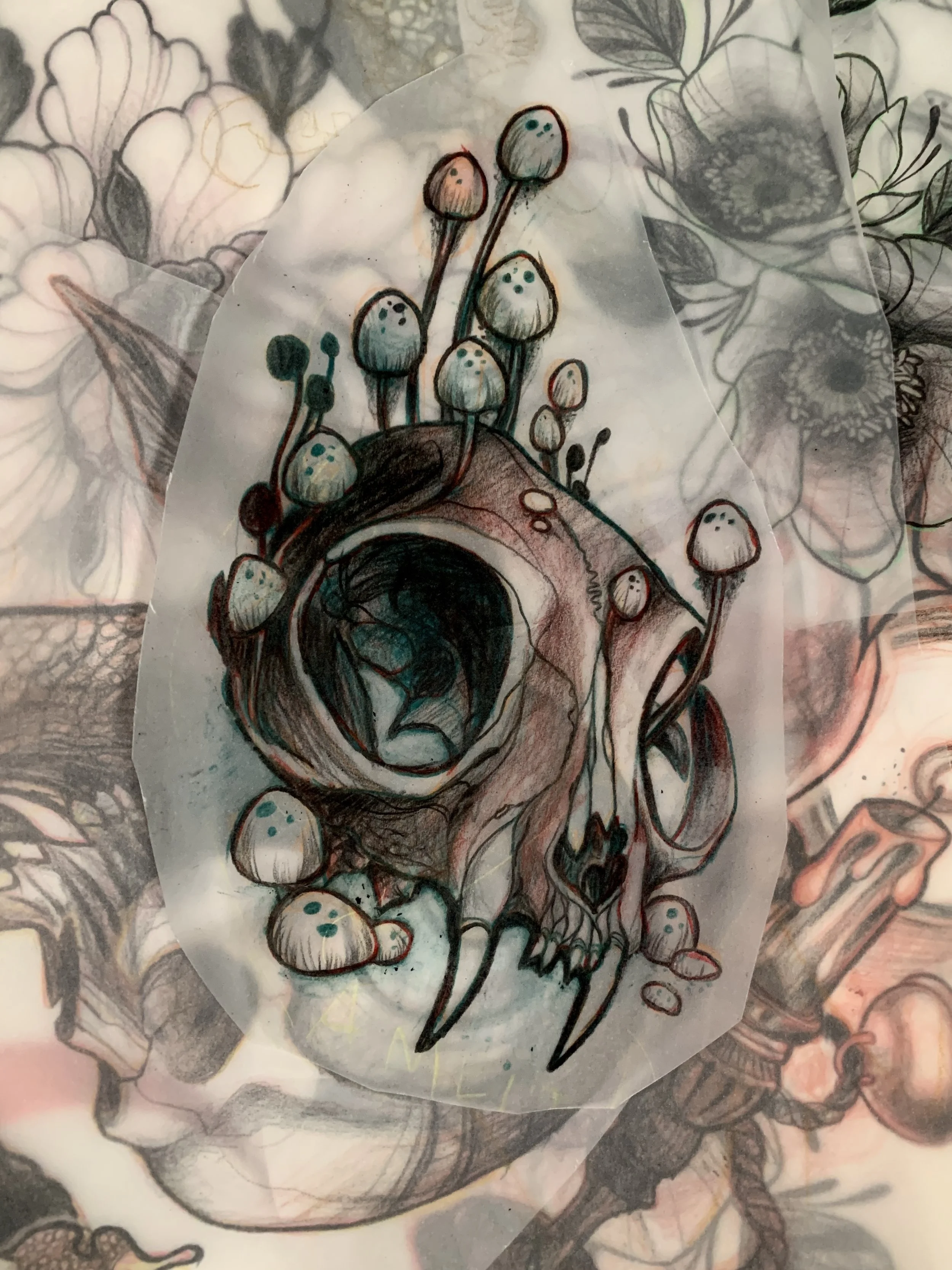 A sketch of a cat skull with mushrooms growing on it.