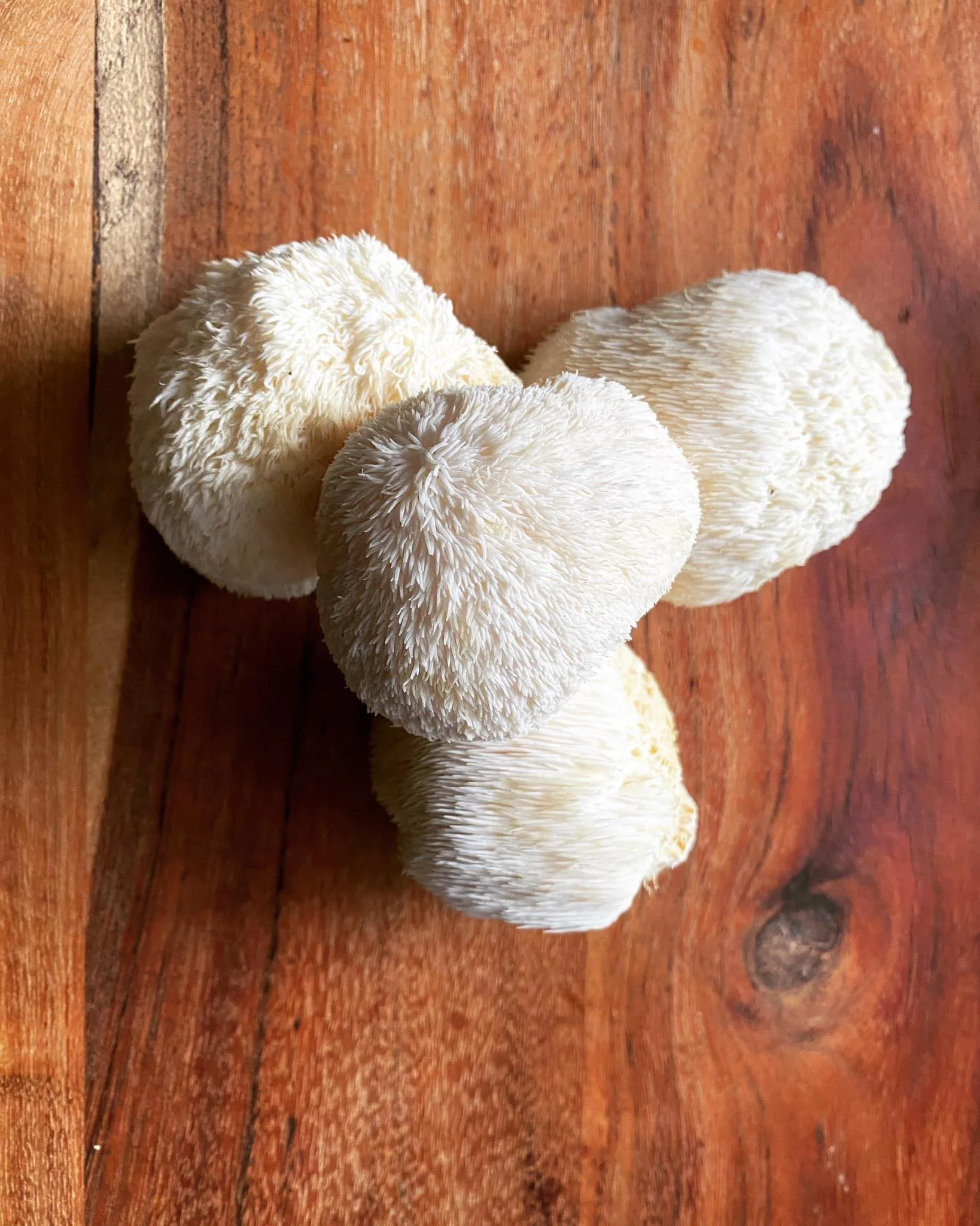 Four white forest fungi, also known as lion's mane mushrooms, resting on a wooden surface.