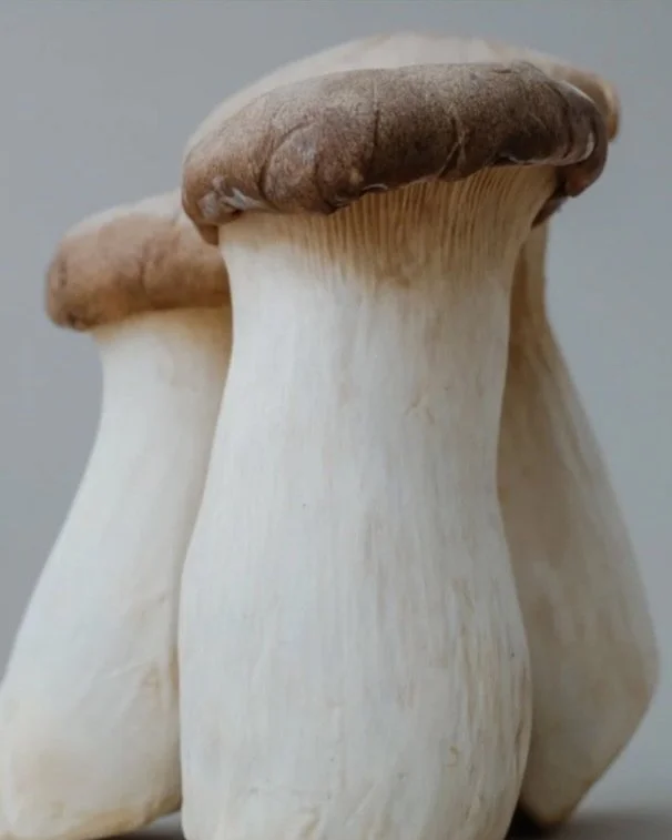 Close-up of three fresh king oyster mushrooms standing upright.