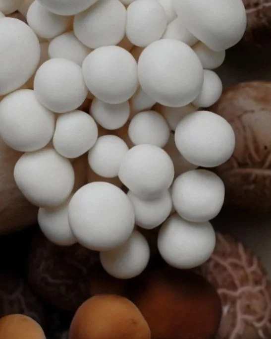 Cluster of white mushrooms among brown mushrooms.