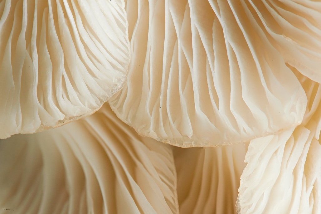 Close-up image of gills of a mushroom.