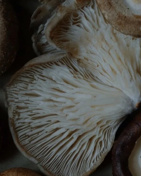 Close-up of the gills of a white mushroom, showing the detailed, layered structure.