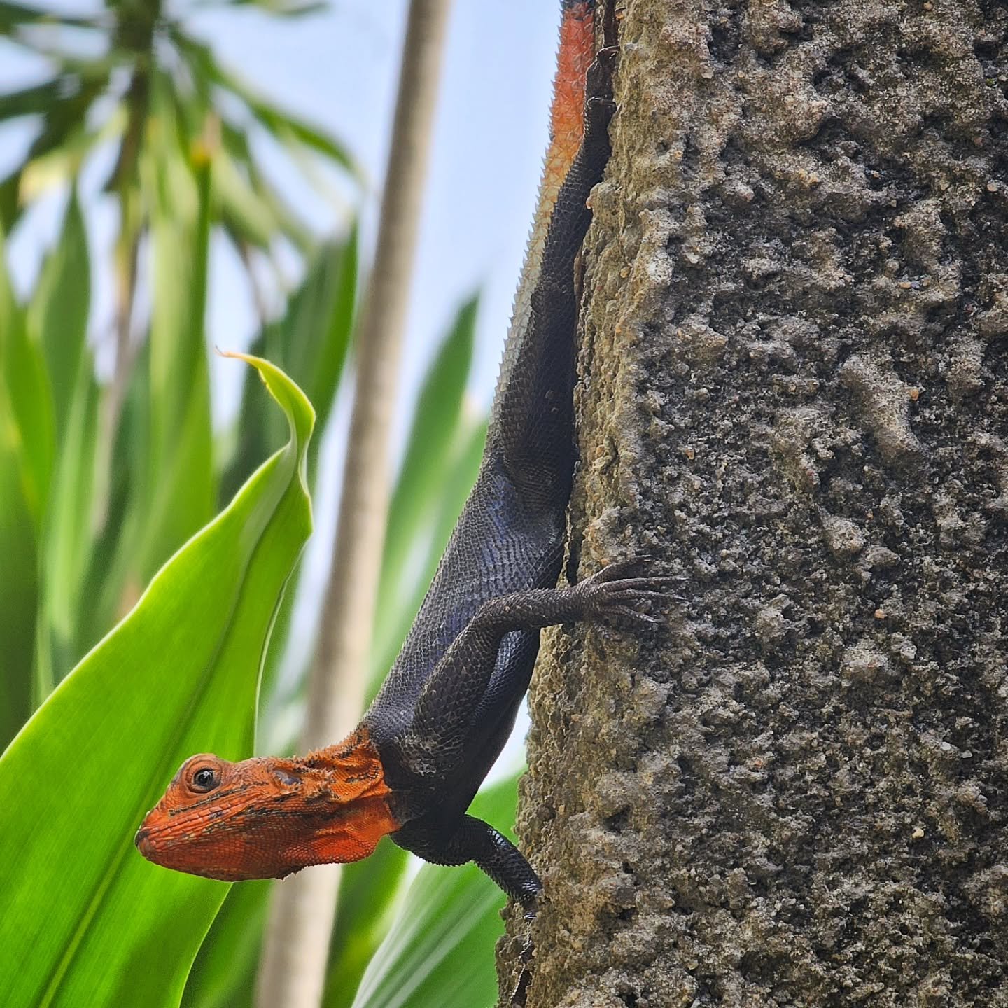 Just a few of the Lagos lizards (and co.) keeping me entertained during my extended hotel stay. 

#Offshore #OffshoreLife #CrewChange #Lagos #Nigeria #Lizard