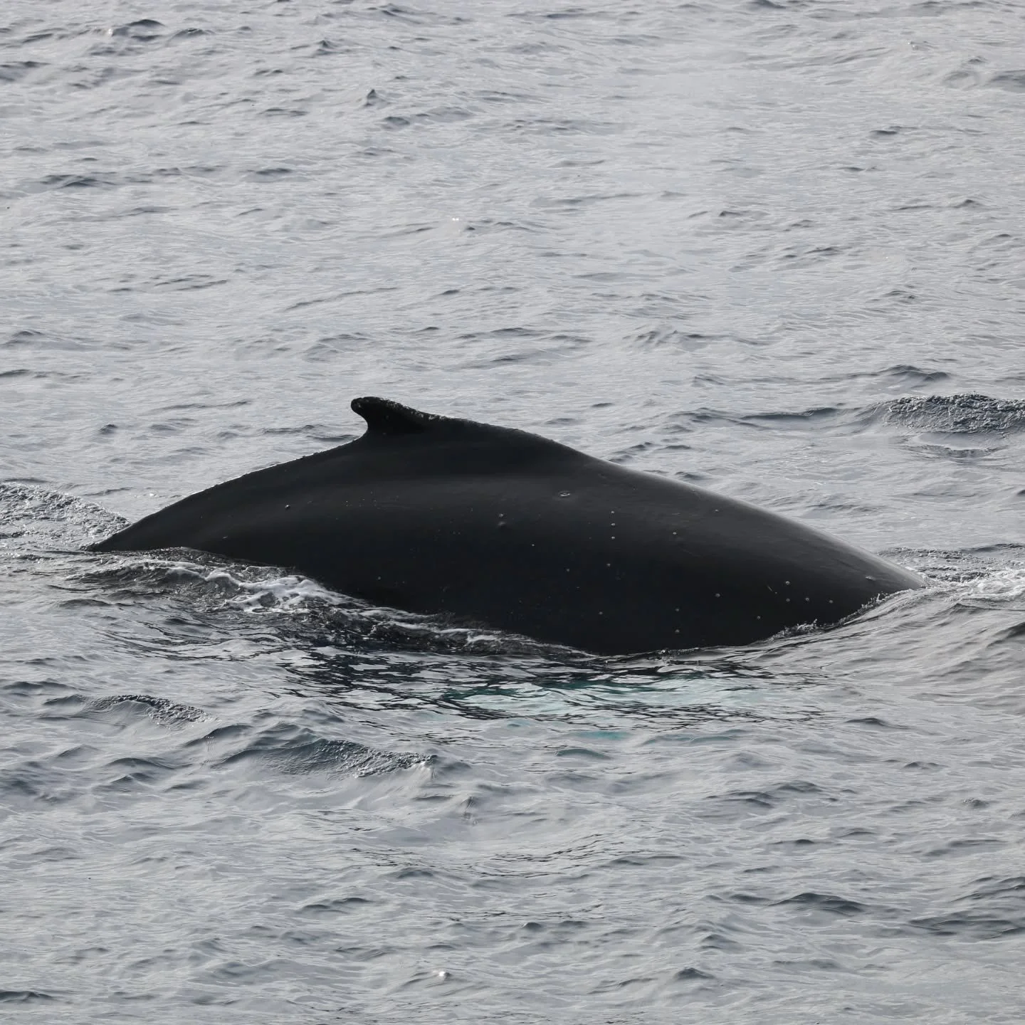 To reach the Antarctica Peninsula from Ushuaia, ships must cross Drake Passage, a 550-mile stretch of water with a bit of a reputation. With no land at those latitudes, westerly winds whip around the world unimpeded. Swells build and, well, it can al