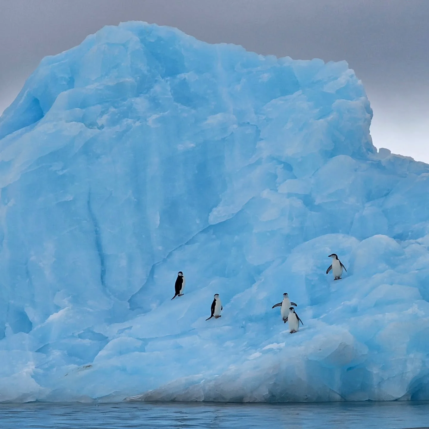 On the morning of 8th December 2024, I woke to my first sight of Antarctica. Peaks poked through low-lying cloud as ice crept, cracked, and drifted all around. The whoosh of whale exhalations echoed off the ice as humpbacks surfaced, arched their bac