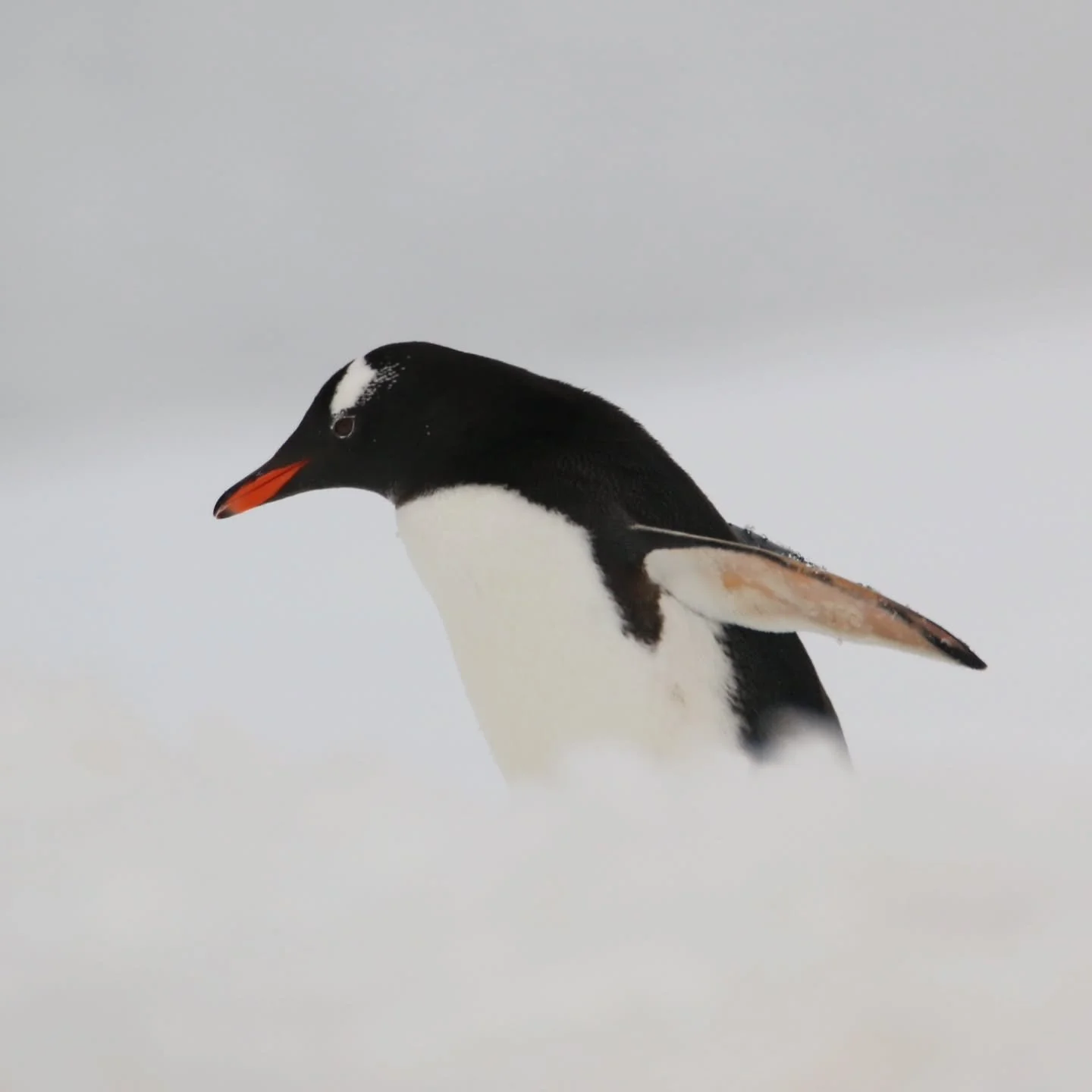 After B&ouml;rgen Bay, we went ashore in Dorian Bay. Trudging a loop through thick snow, we marked the way with flags and cones. Our route passed three rocky outcrops busy with mud-splattered gentoo penguins. Some threw back their heads and trumpeted
