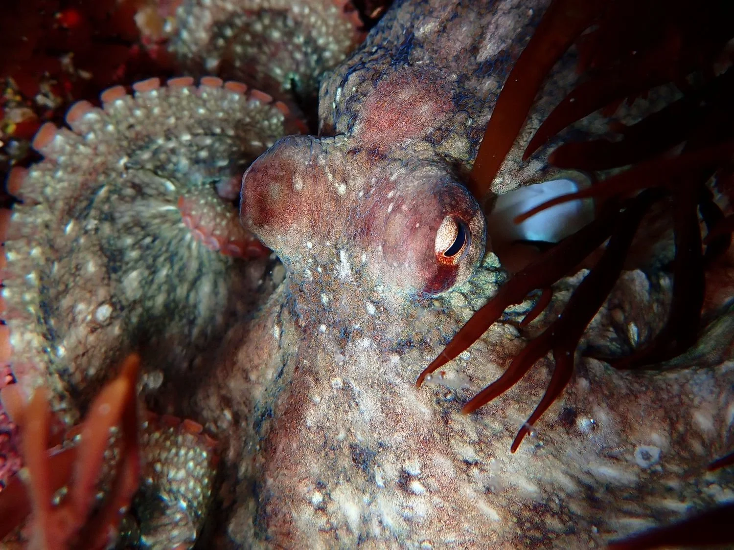 The octopus sits amongst dark red algae, with suckered tentacles curled in the background.