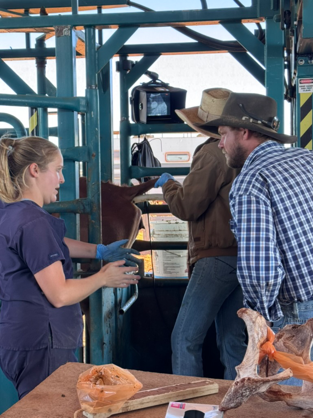 Scanning for Success: Producers Build Reproductive Management Skills