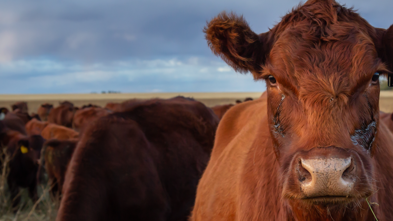 Forget Disruption: Market growth is often found in what others dismiss.