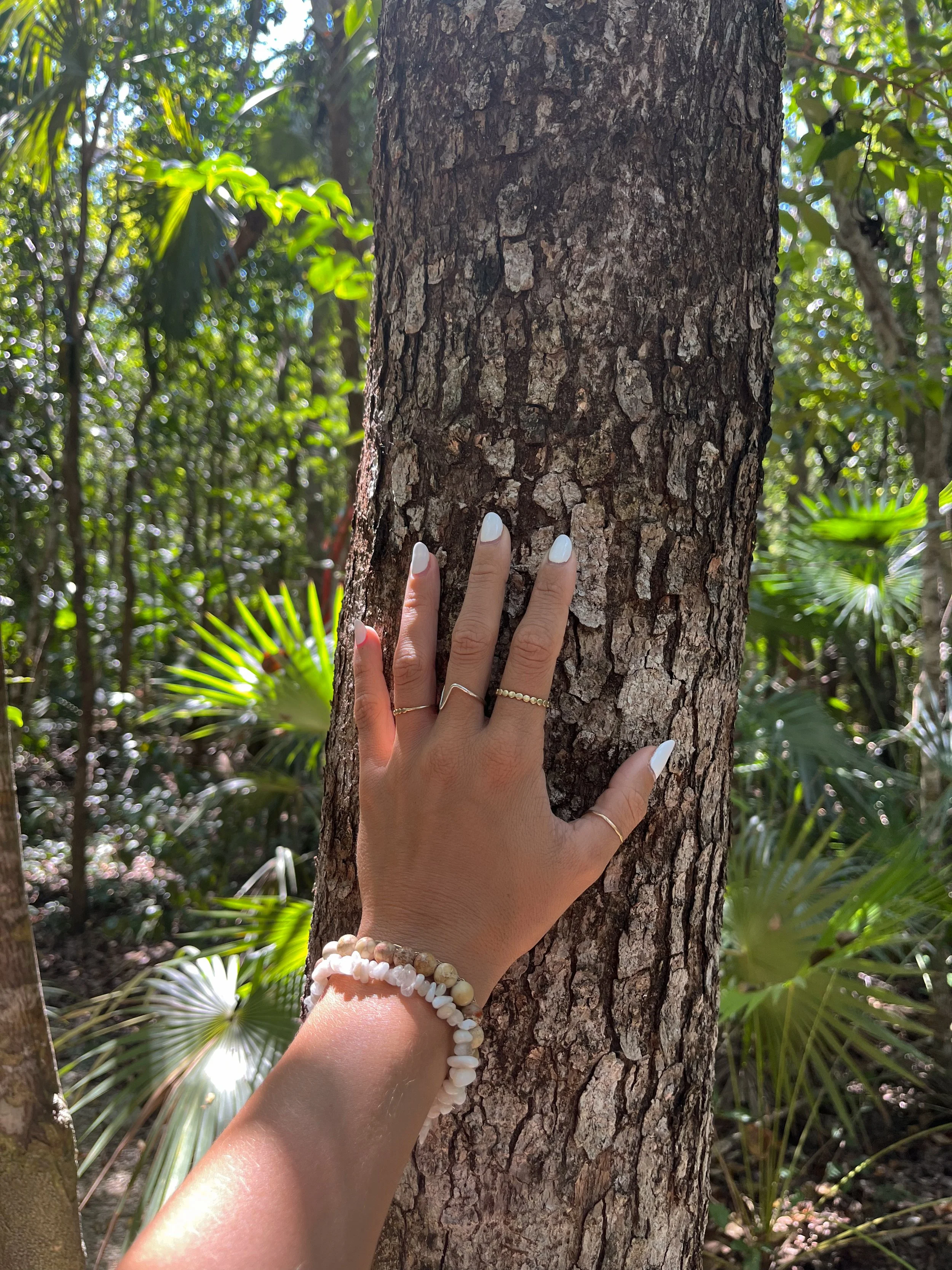 Tulum Tree Connection.JPG