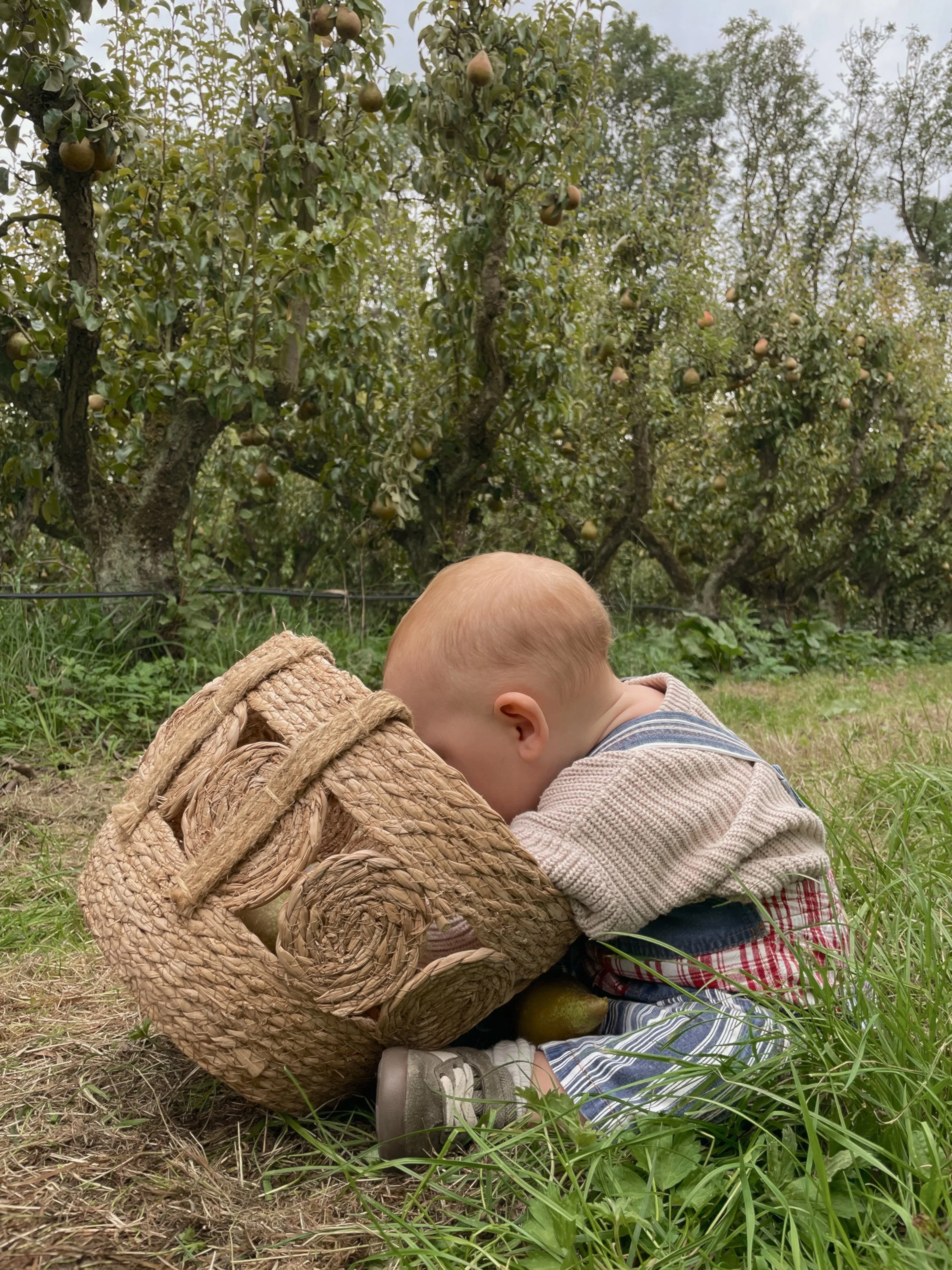 hayes basket.jpg