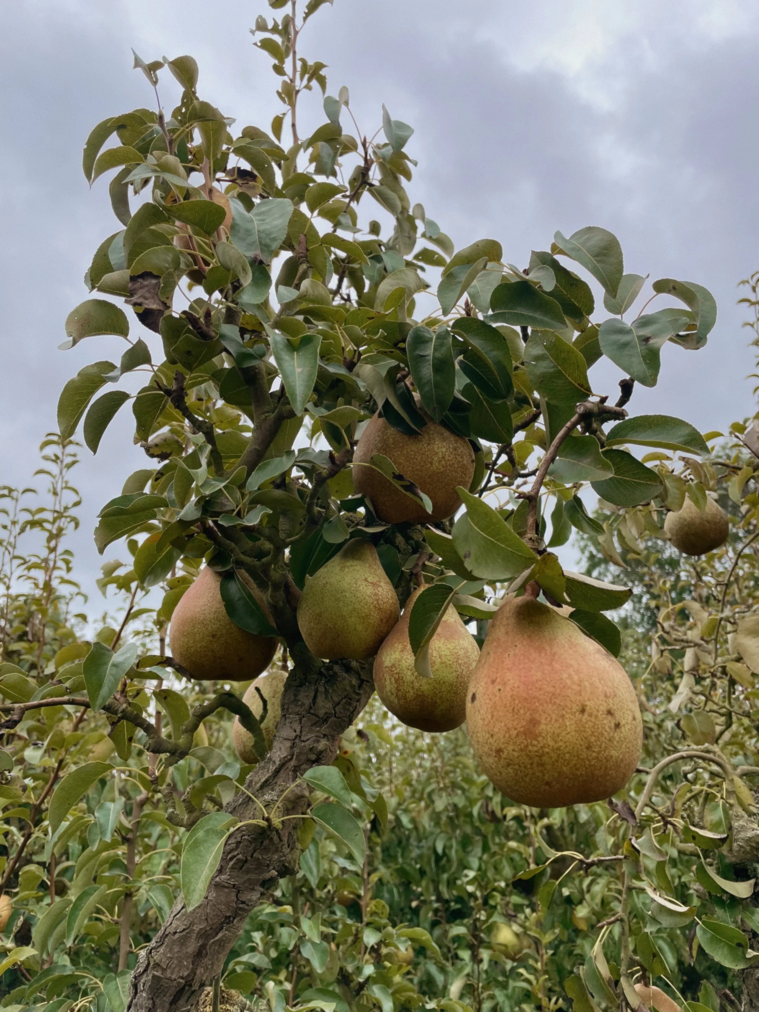 pears.jpg