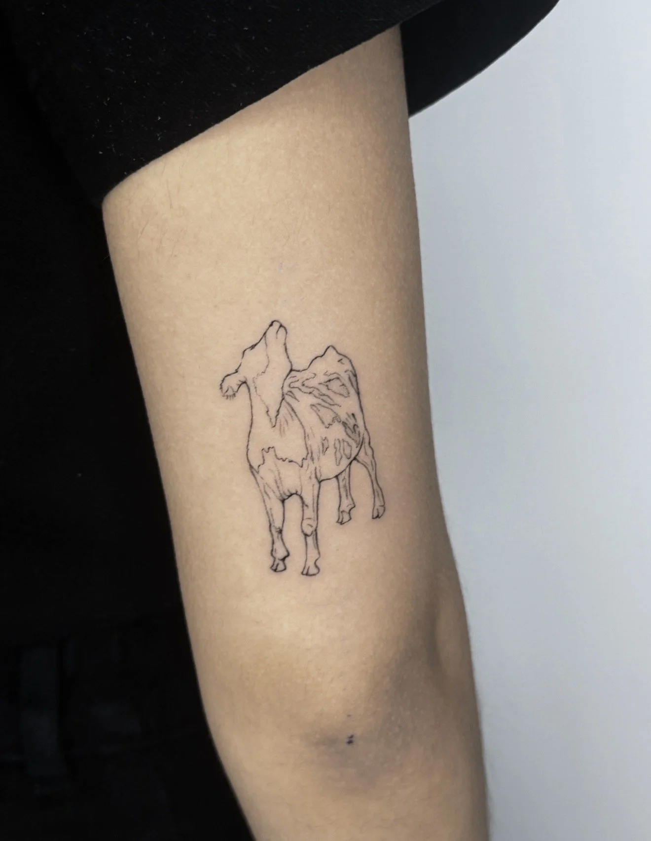 A tattoo of a simple line drawing of a horse on a person's arm.