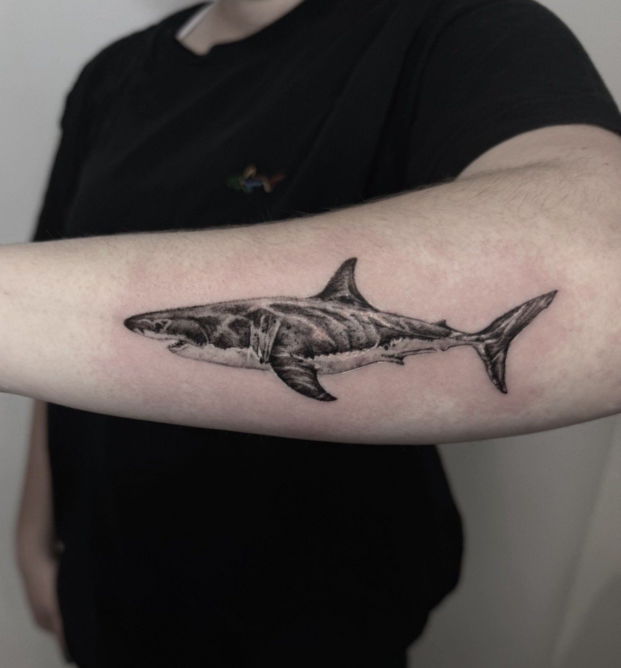 Tattoo of a great white shark on a person's forearm, in black and gray ink.