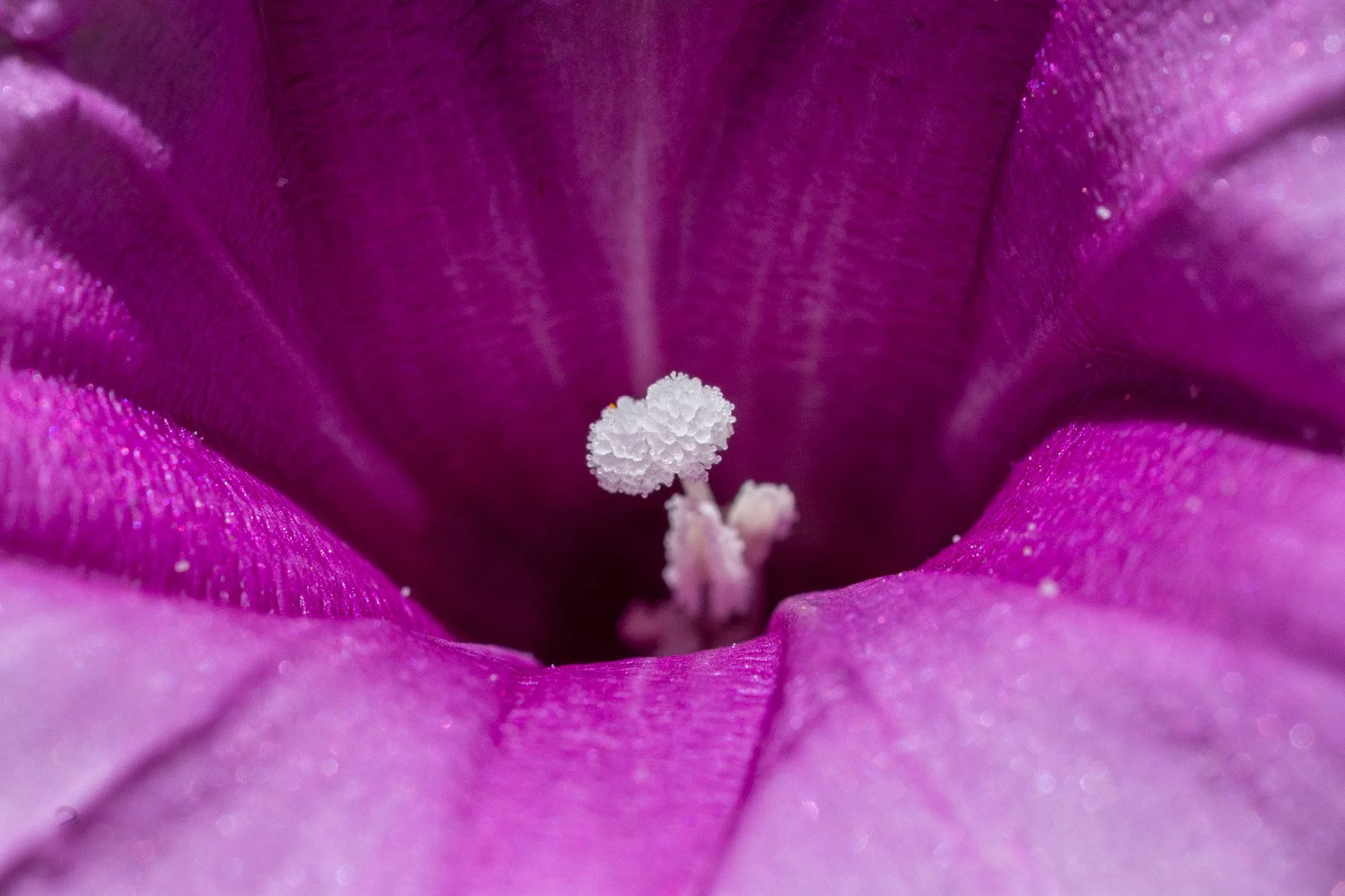 Macro