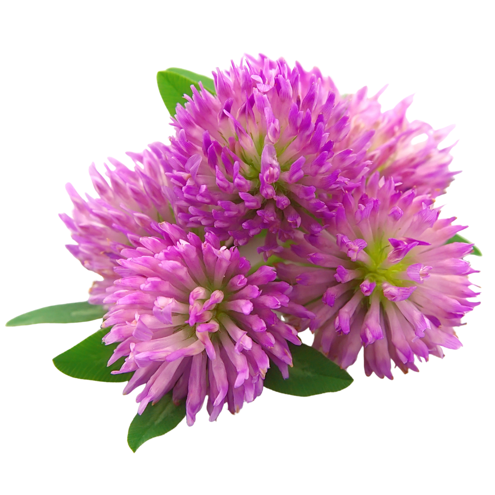 Red_Clover.png
