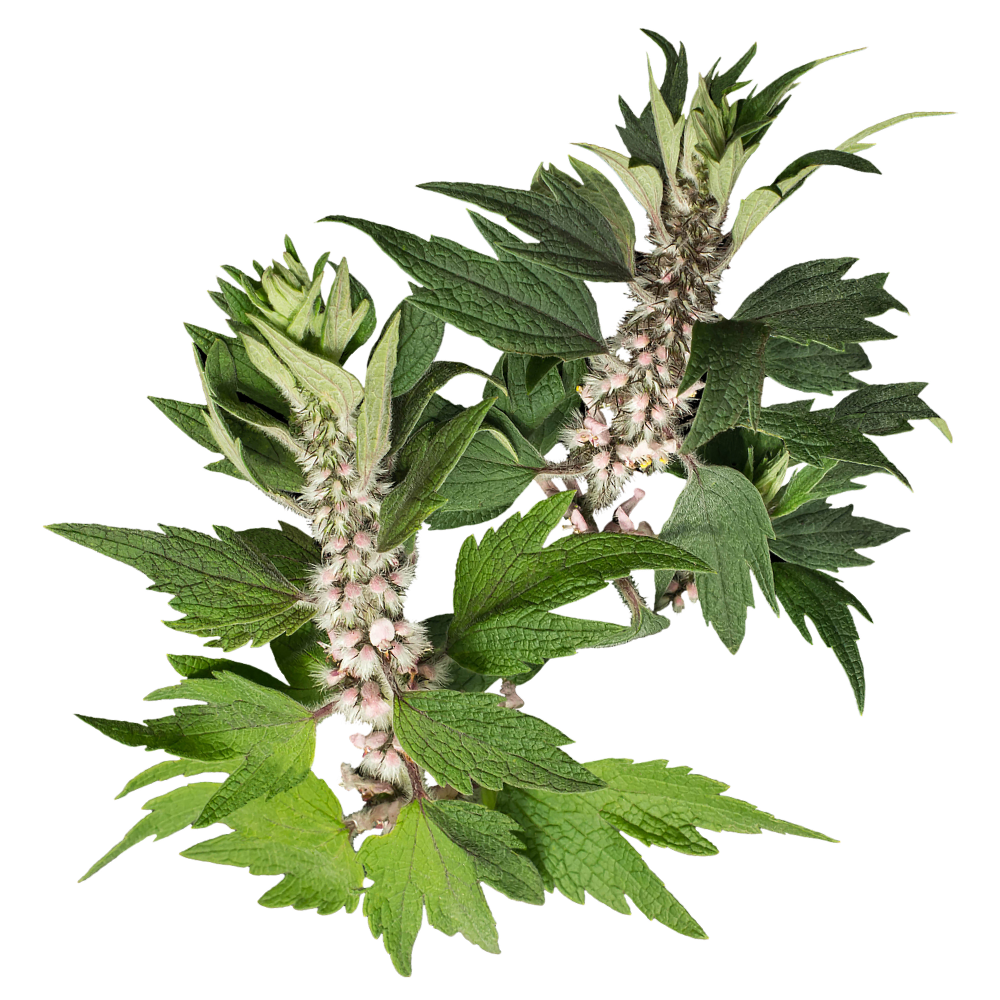 Motherwort.png
