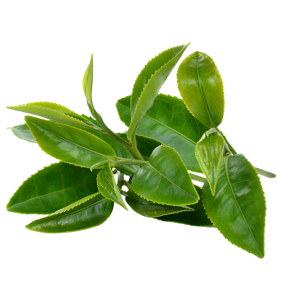 Green_Tea.png