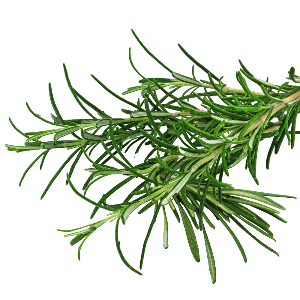 Rosemary.png