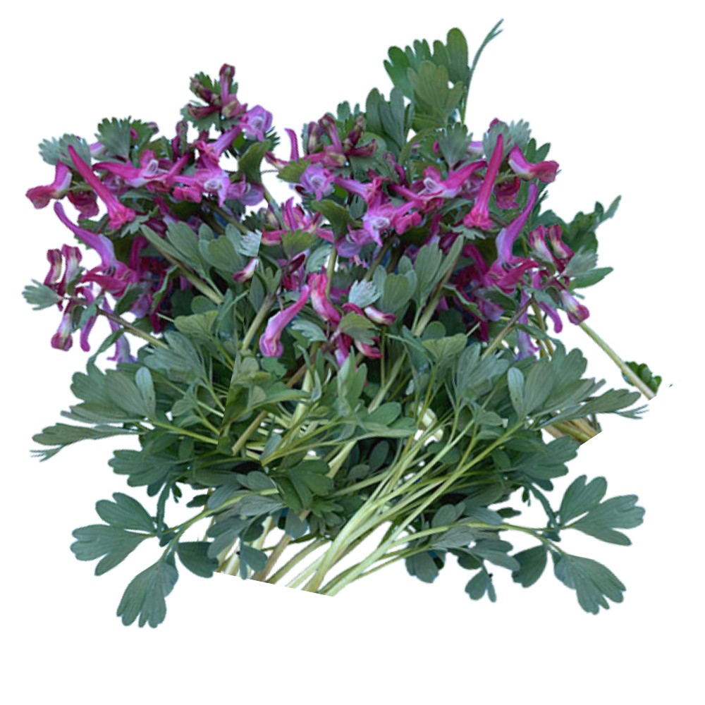 Corydalis.png