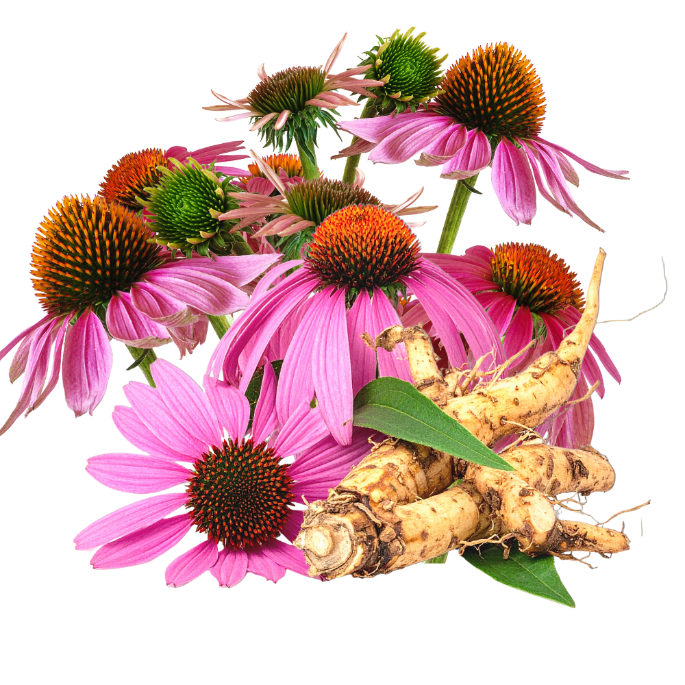 Echinacea.png