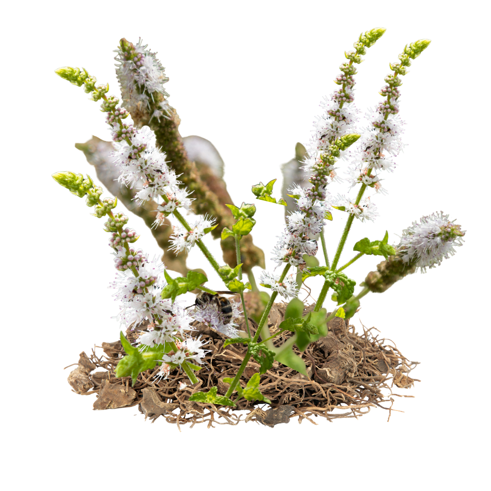 Black_Cohosh.png