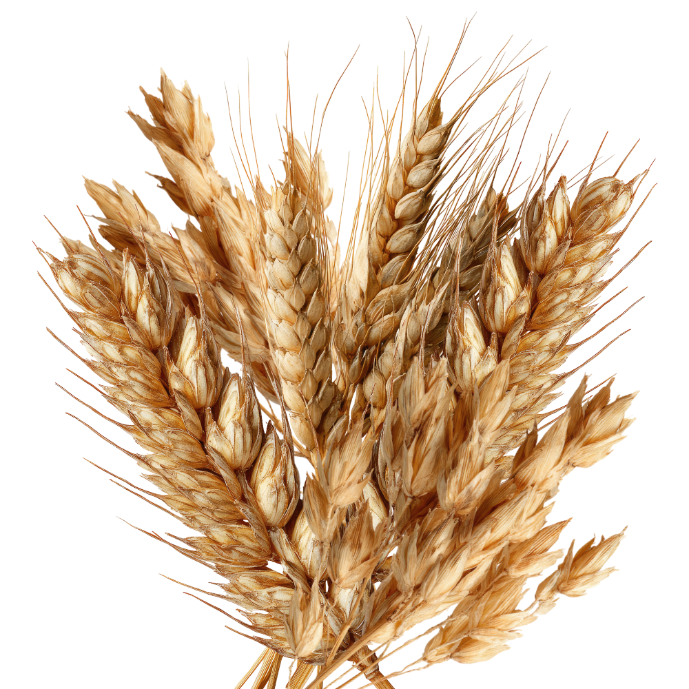 Oat_Straw.png