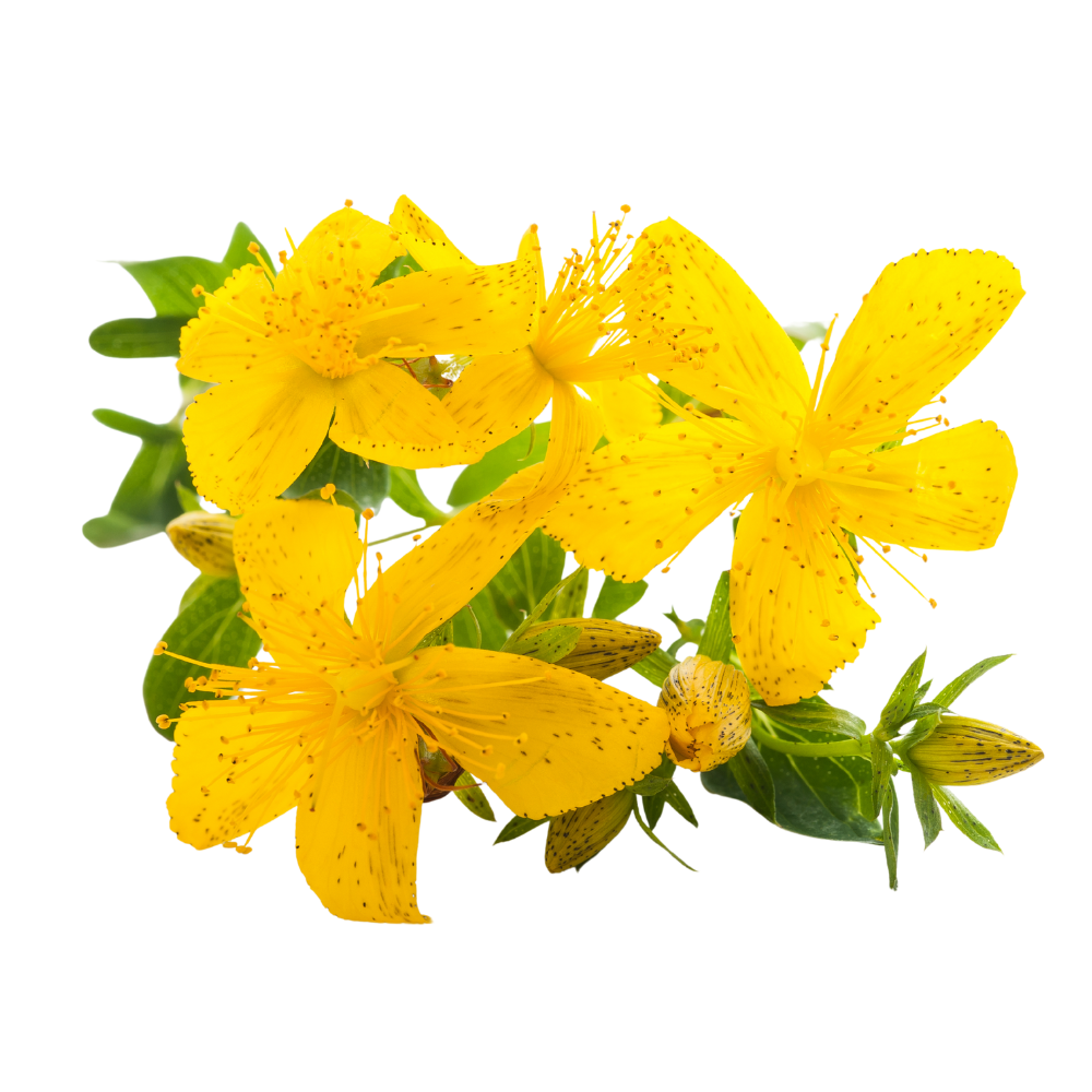 St_Johns_Wort.png