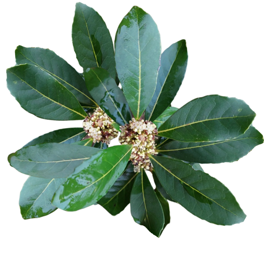 Yerba_Mate.png