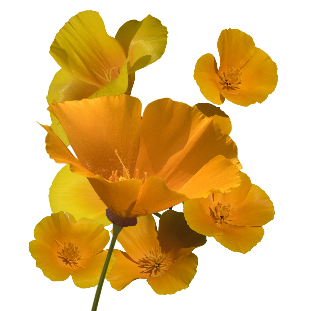 California_Poppy.png