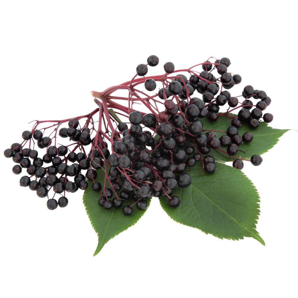 Elderberry.png