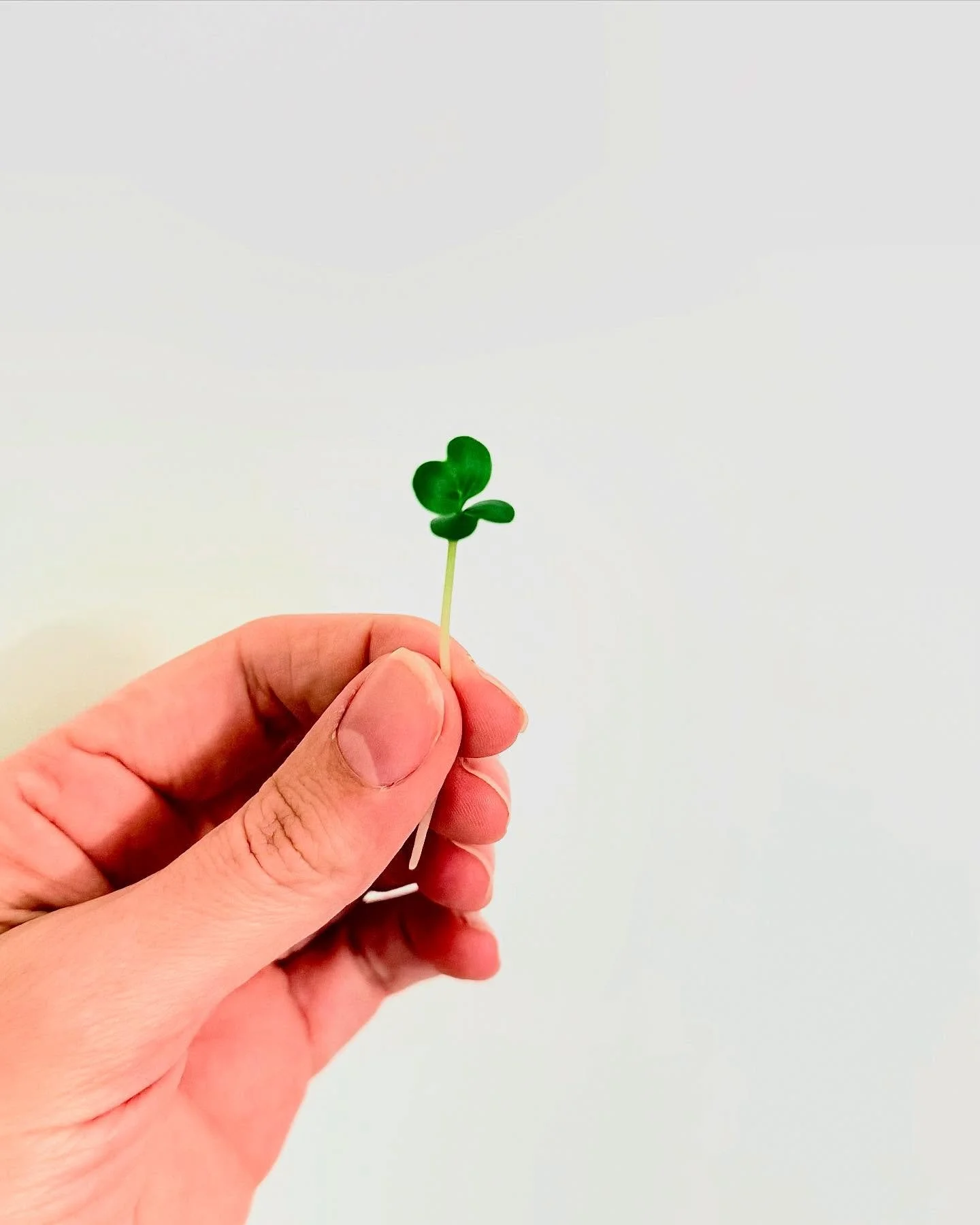 So&hellip;what are microgreens anyways? 

Micro [small] + greens [greens]. These little greens are grown from the exact same seeds as their full sized vegetable counterparts but are harvested right at their peak of energy and growth. Same seeds, just