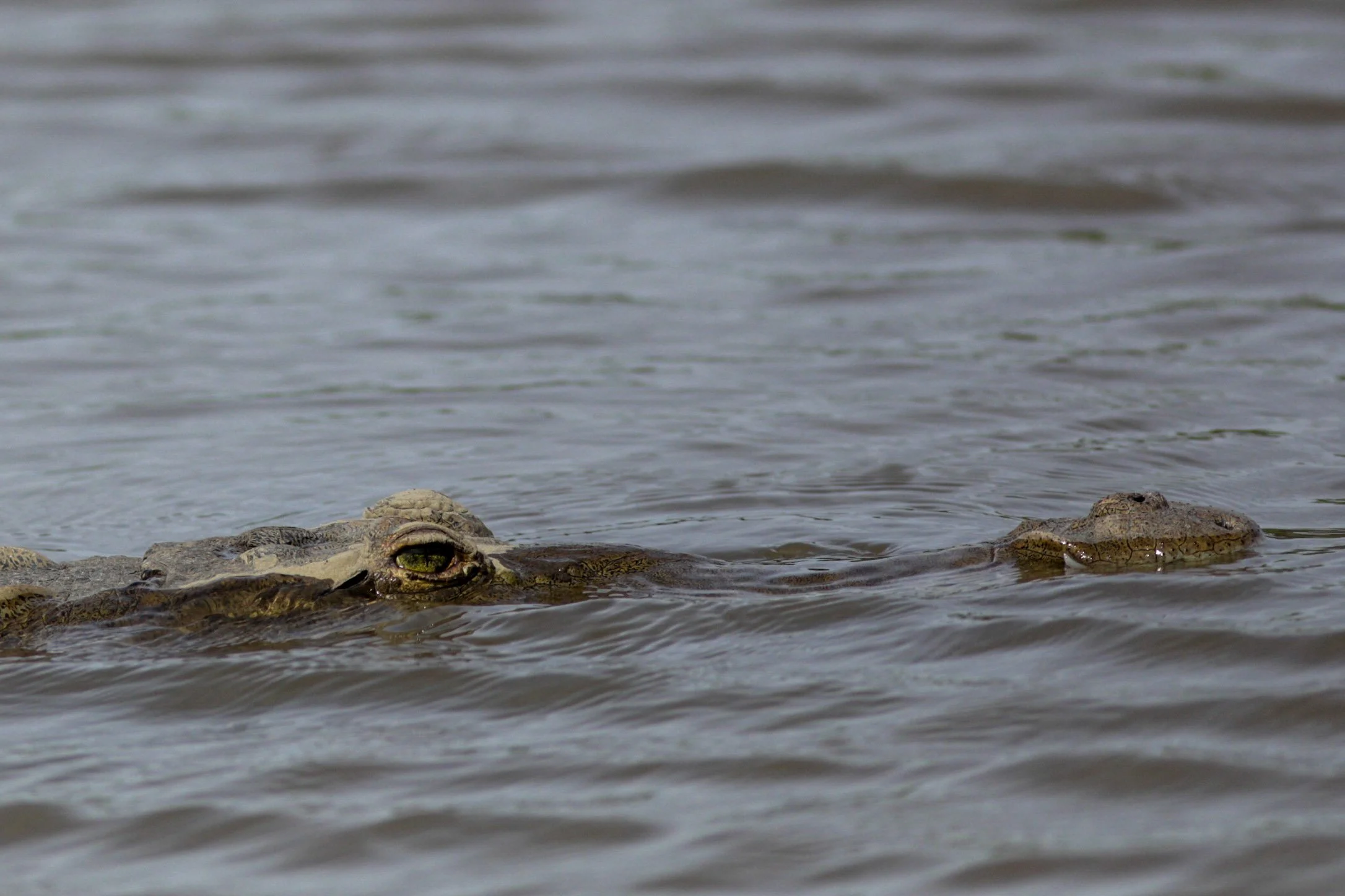 croc eye.jpg