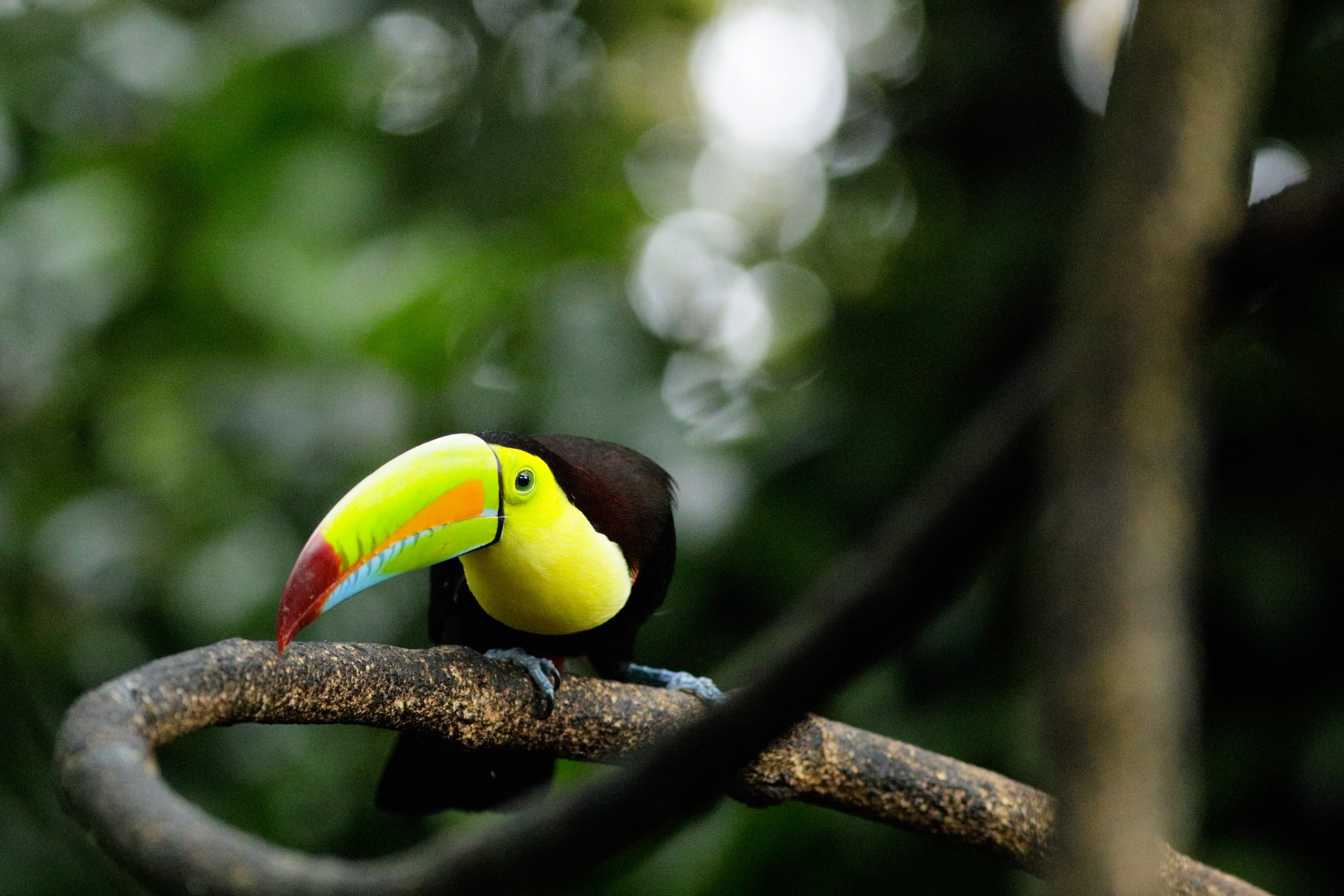 toucan.jpg