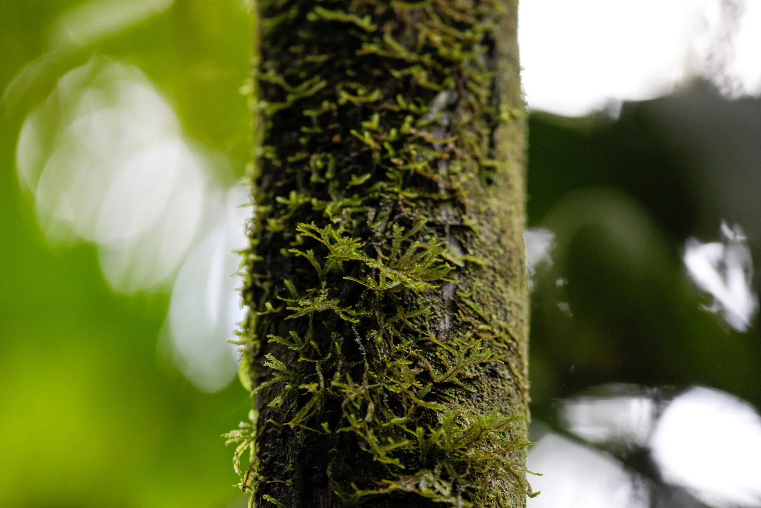 3-Leafy Liverwort - Lowland.jpg