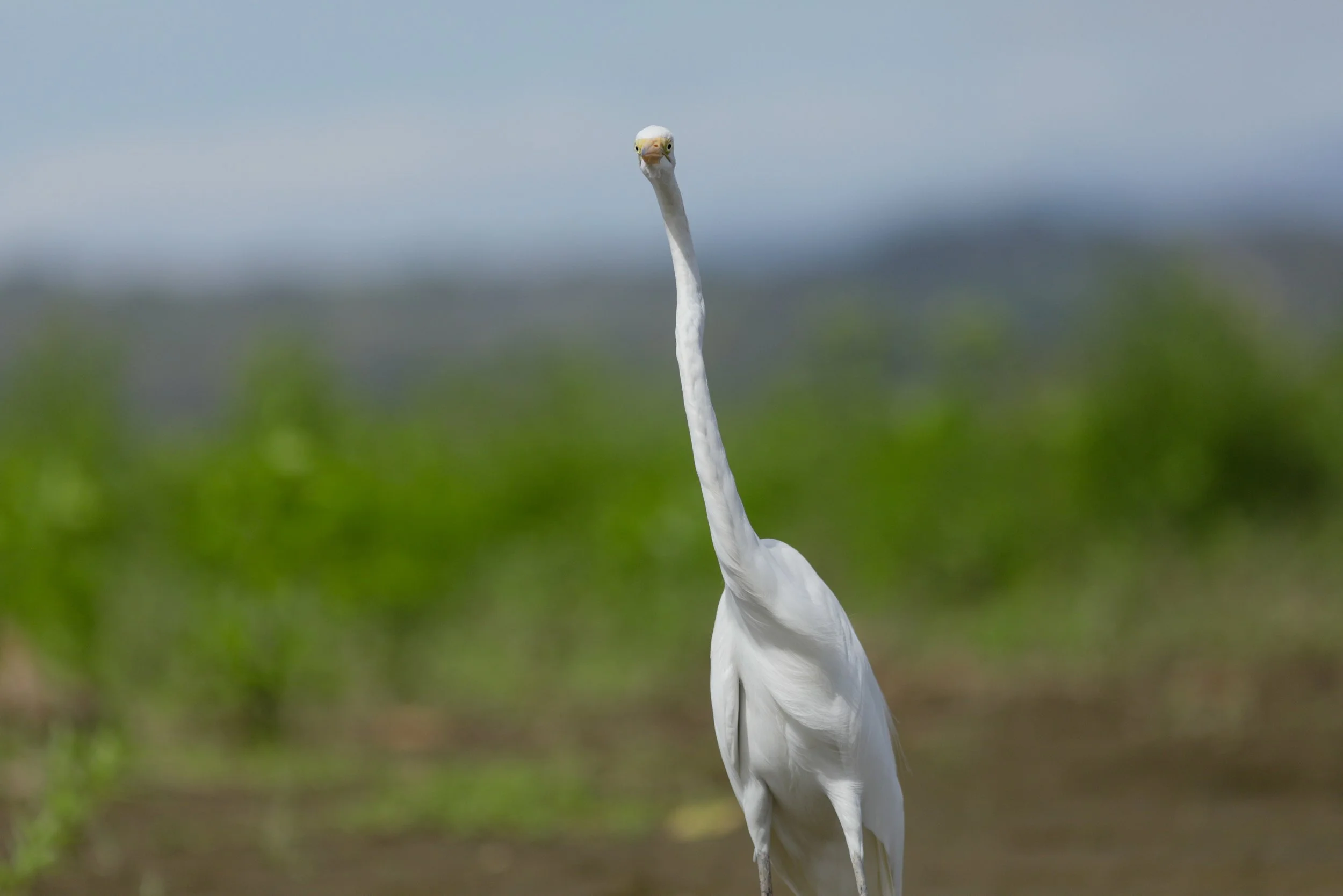 long bird neck.jpg